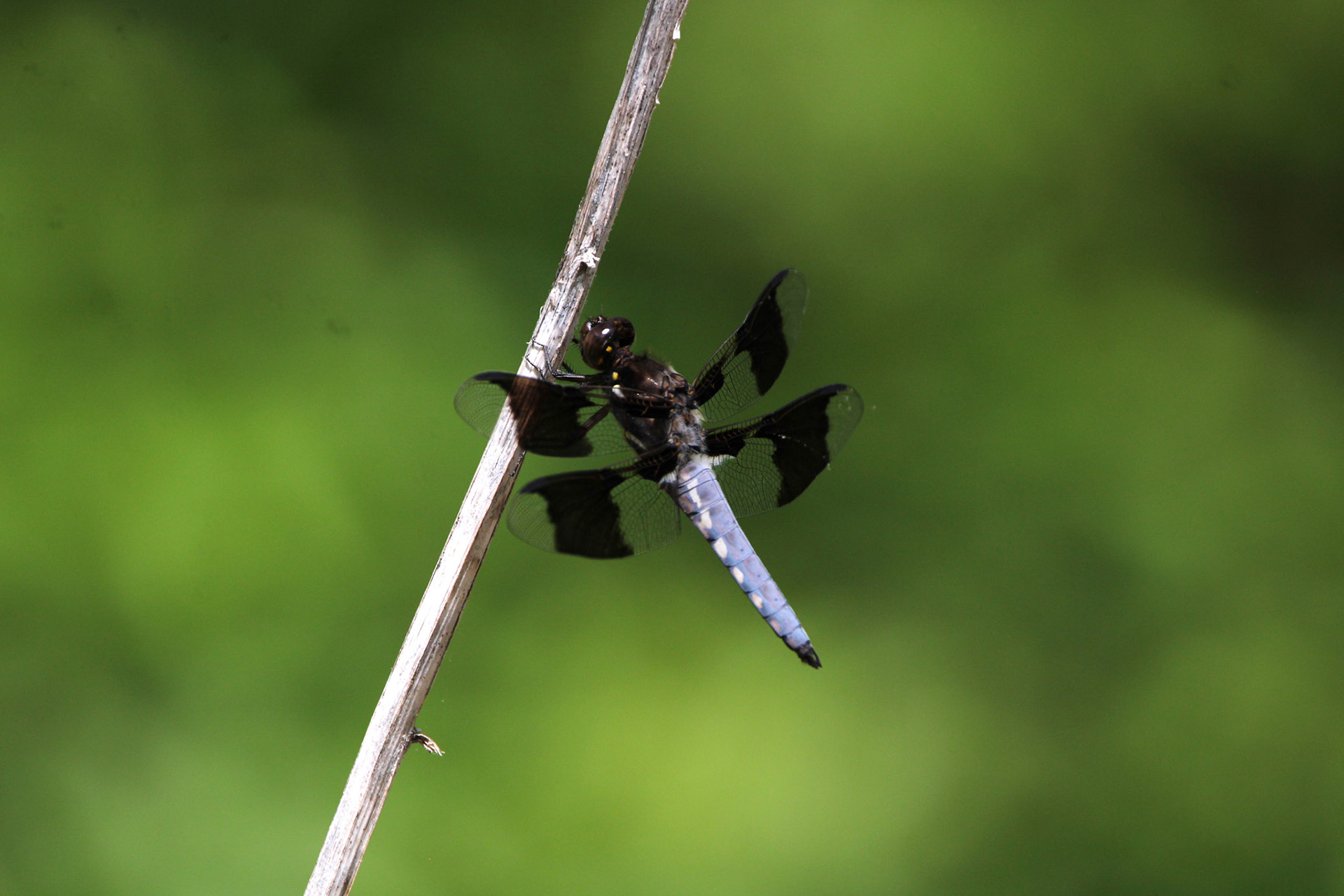 Common Whitetail Dragonfly