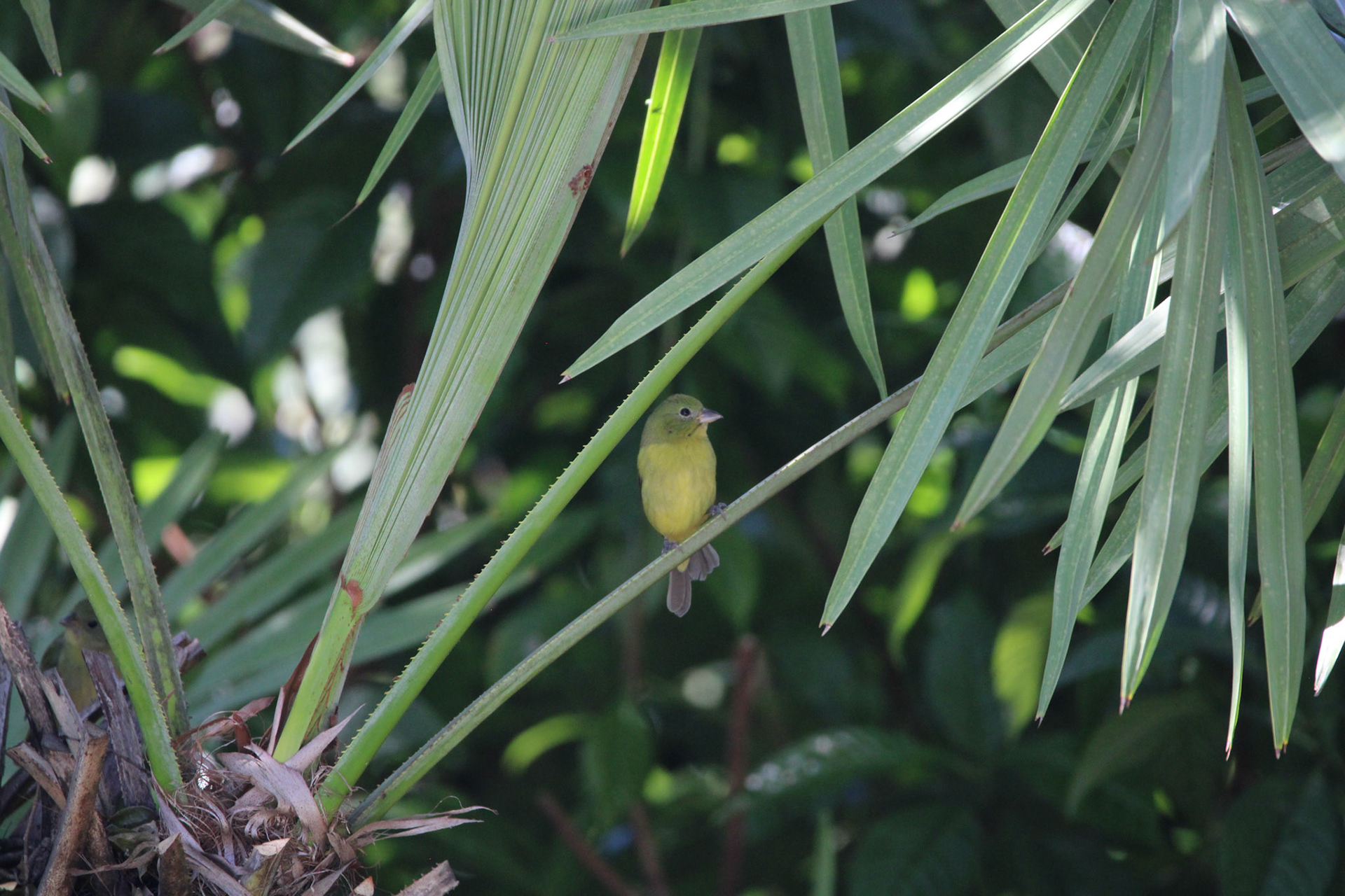 Painted Bunting