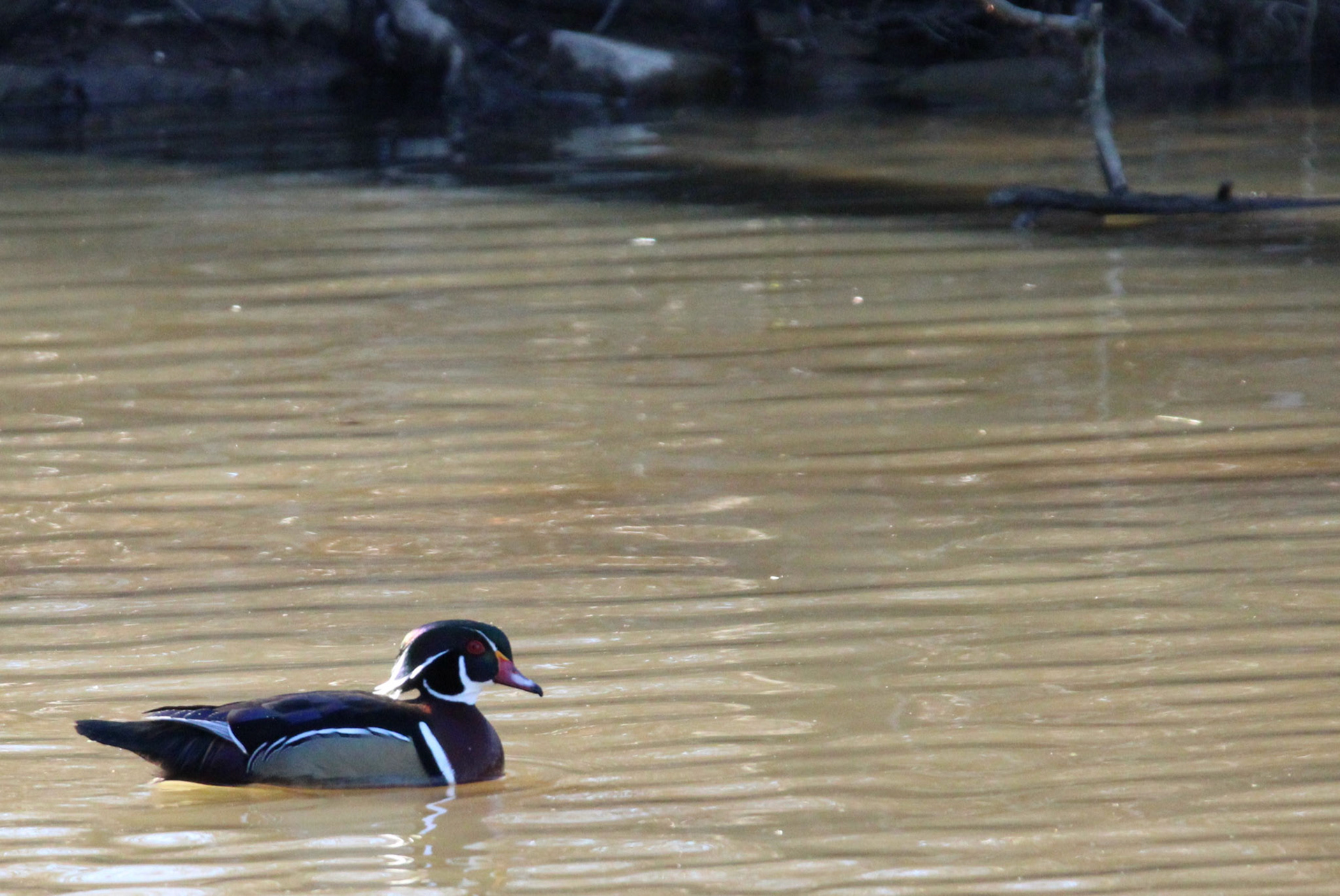 Wood Duck