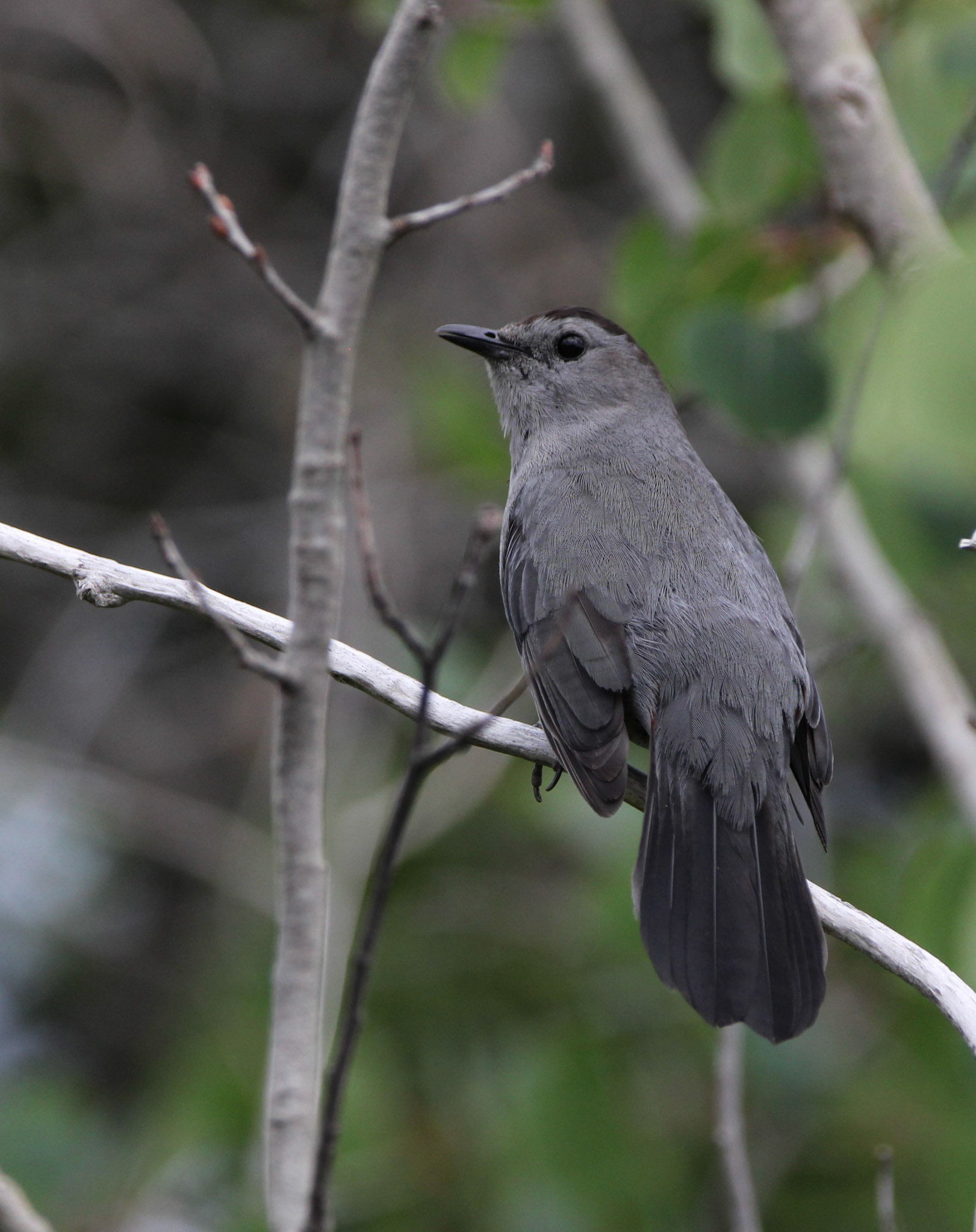 Gray Catbird