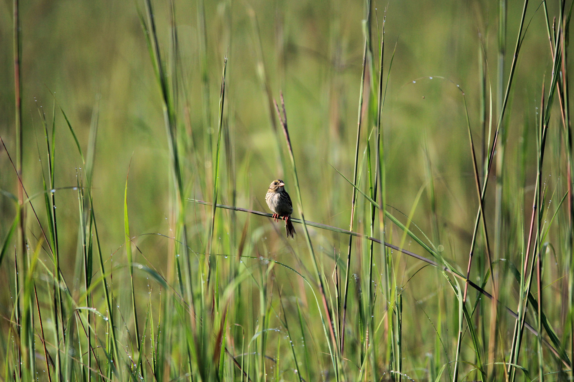 Henslow's Sparrow
