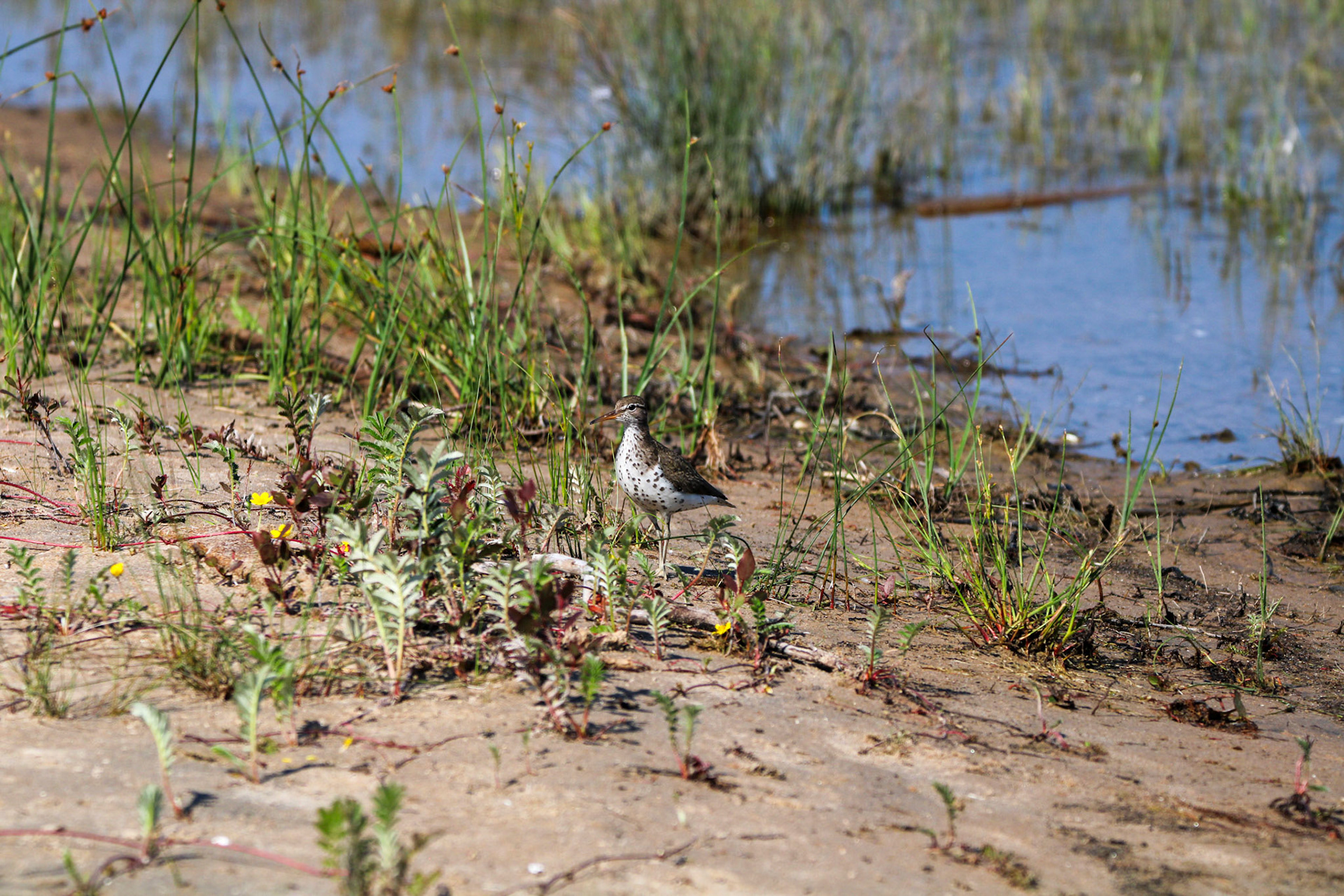 Spotted Sandpiper