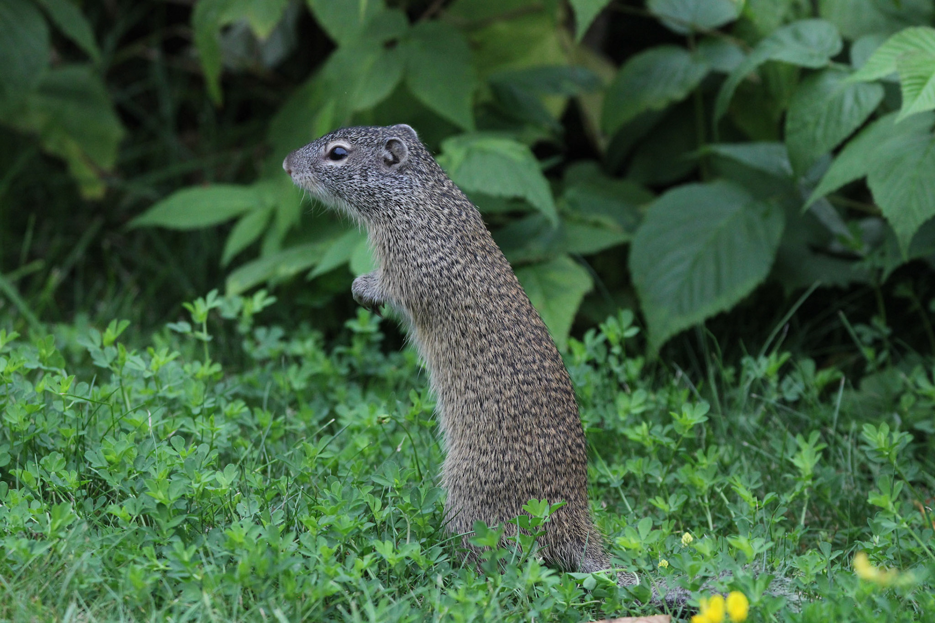 Franklin's Ground Squirrel - Shipwreck Creek Campground