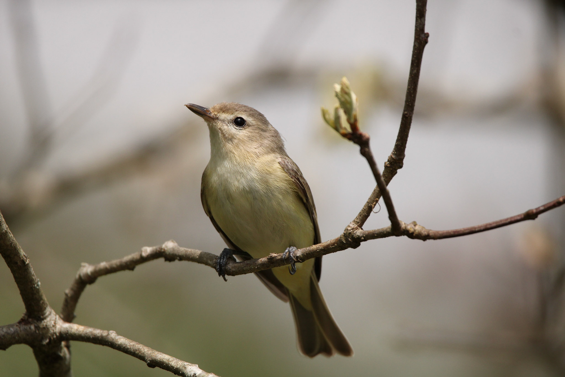 Warbling Vireo