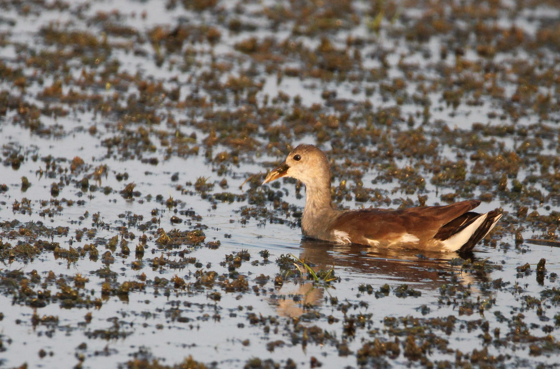 Common Gallinule  - Juvenile