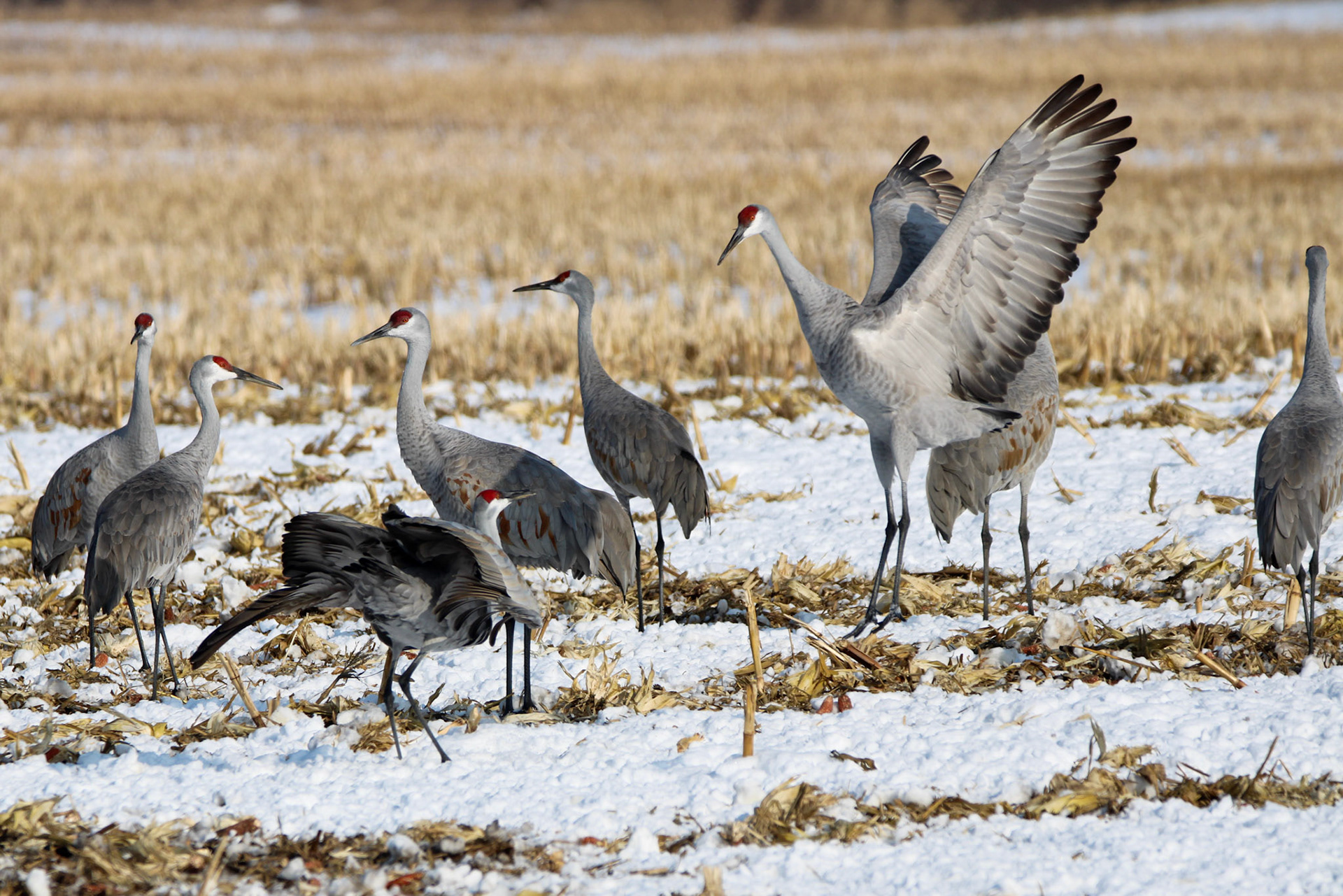 Sandhill Cranes