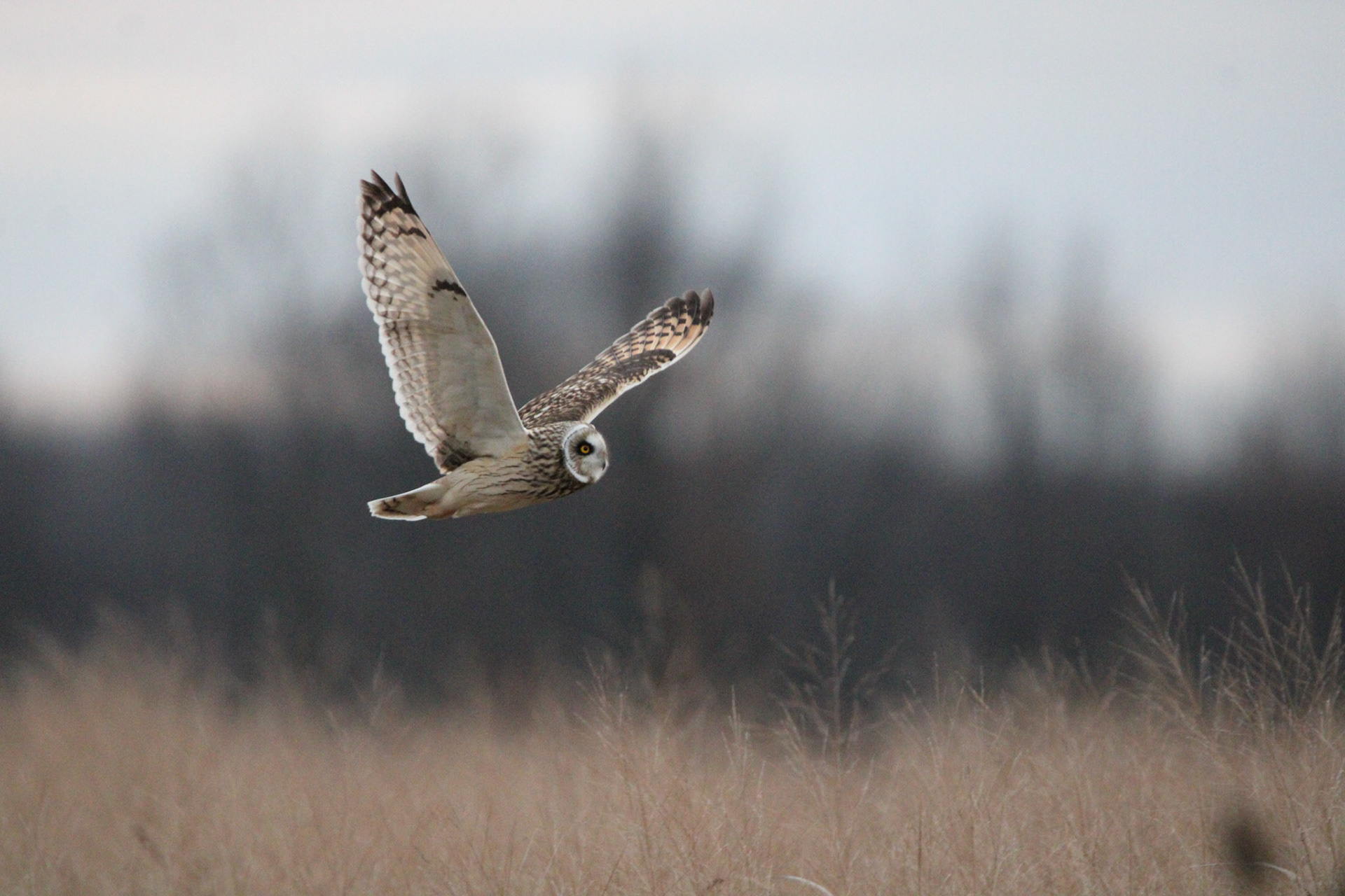 Short-eared Owl