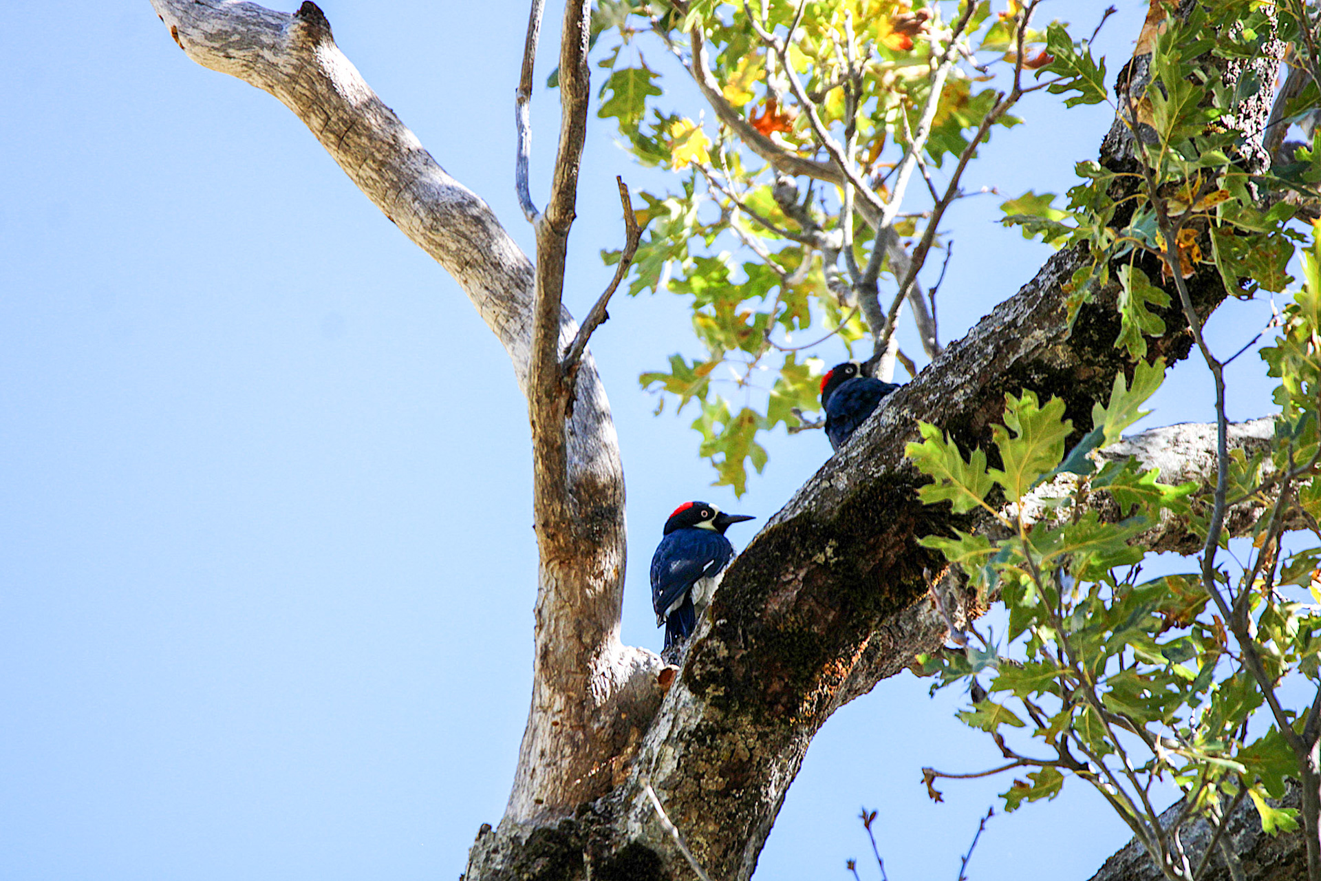 Acorn Woodpecker - Yosemite Valley