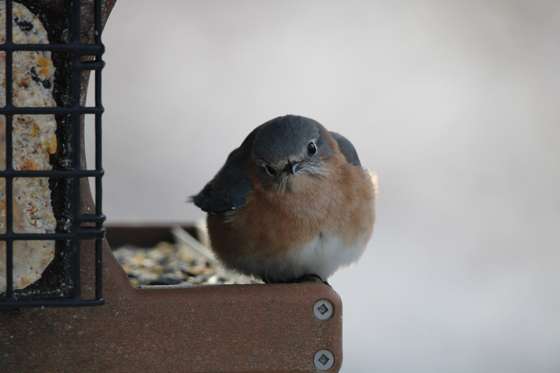 Eastern Bluebird