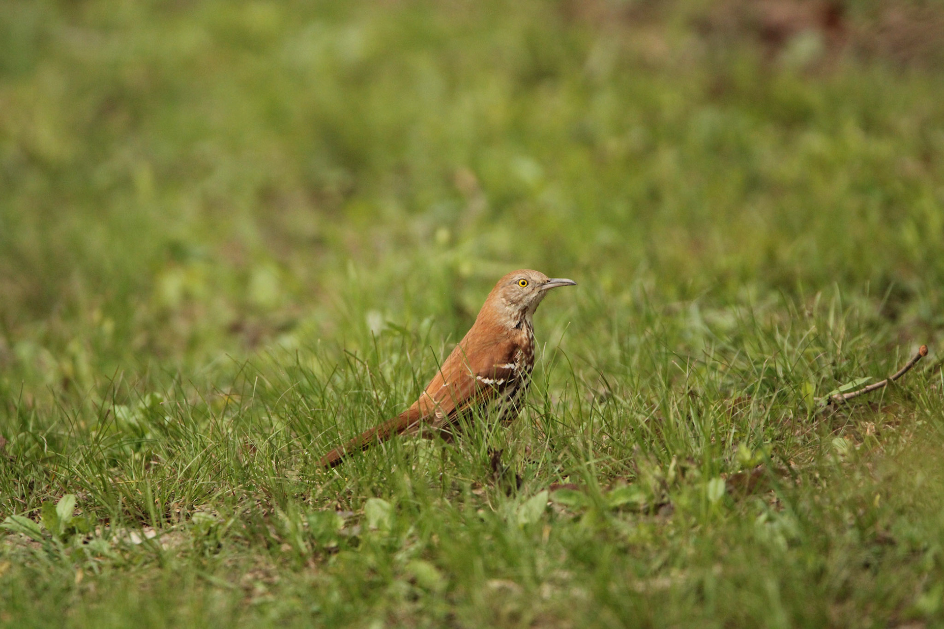 Brown Thrasher