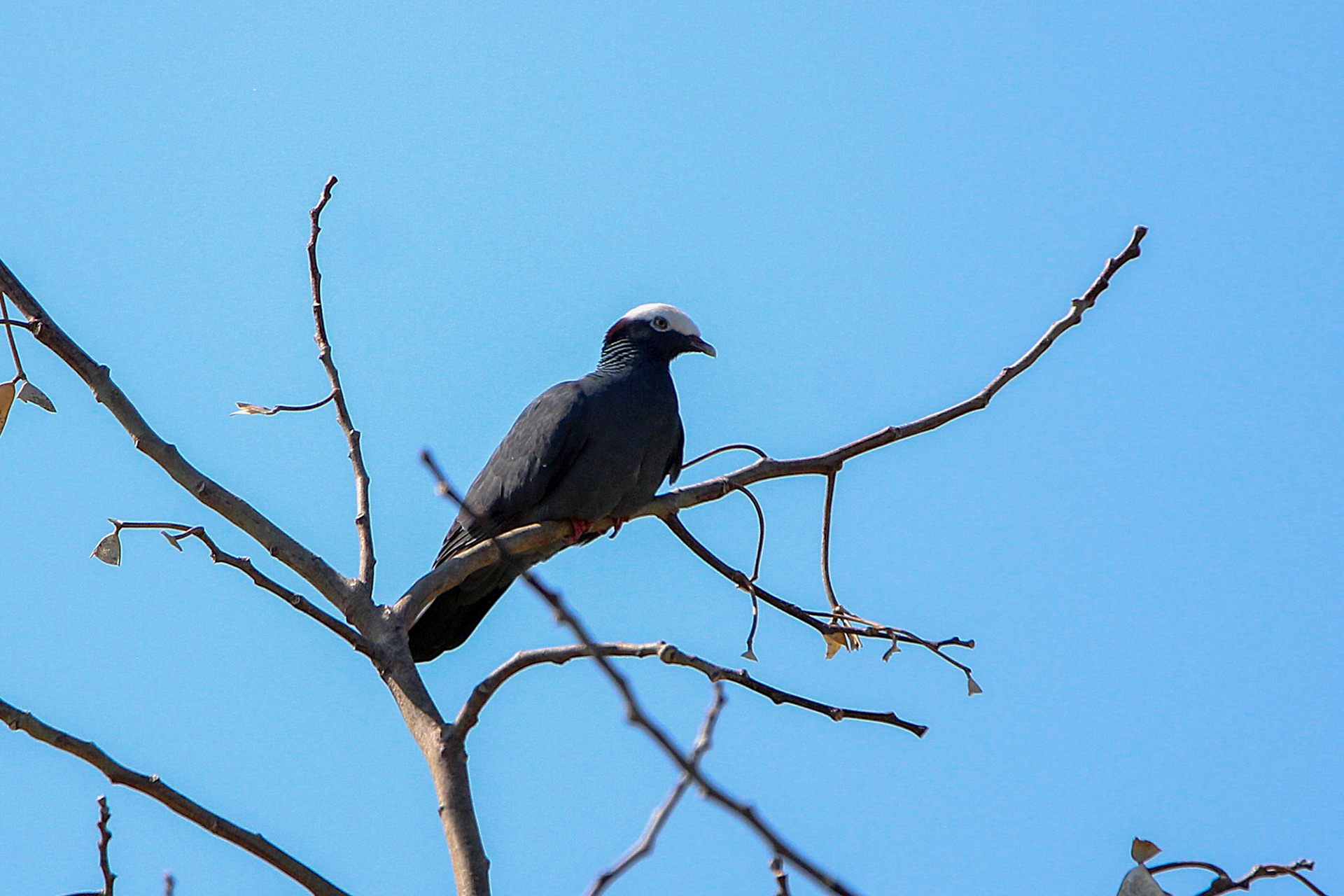 White-crowned Pigeon