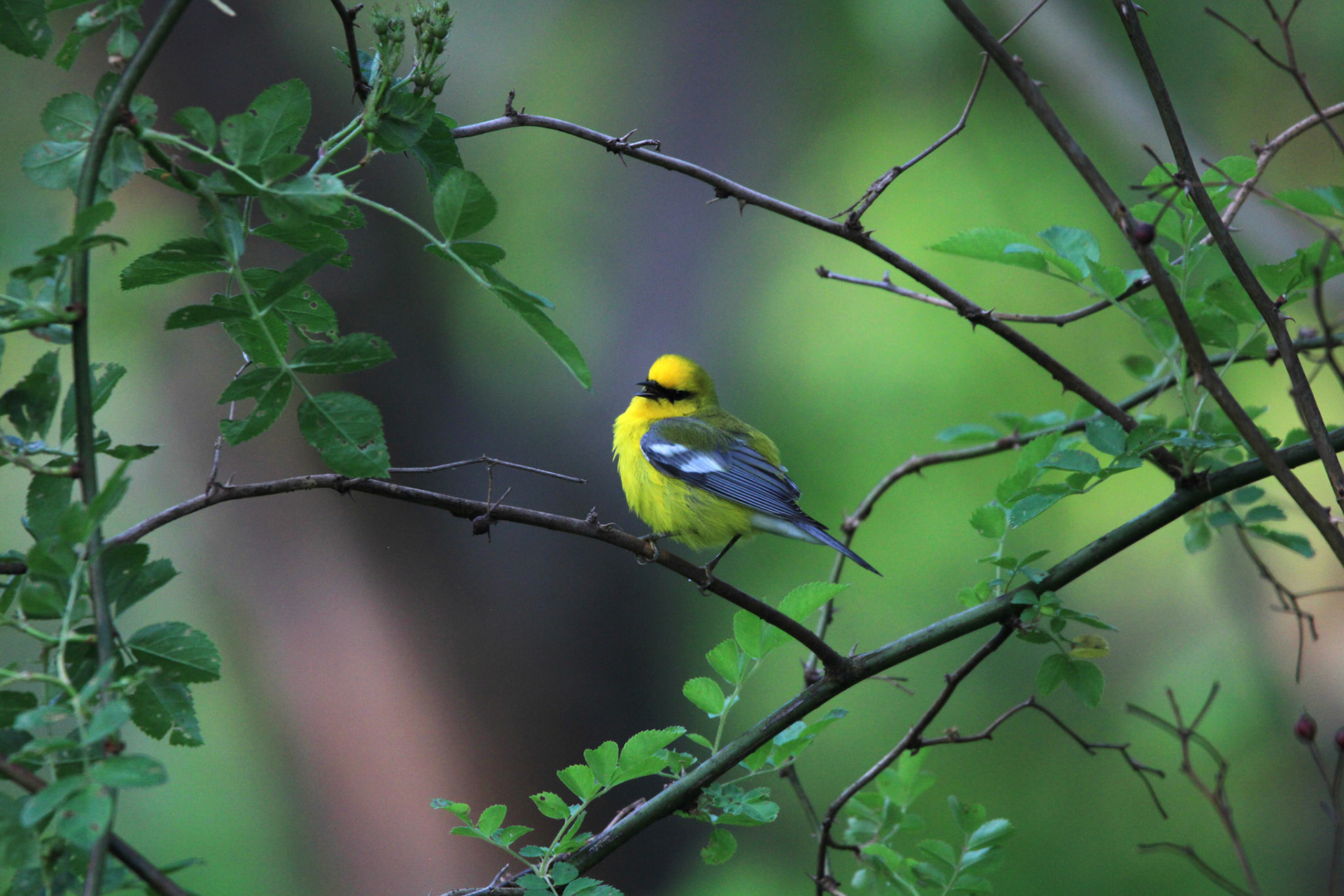 Blue-winged Warbler