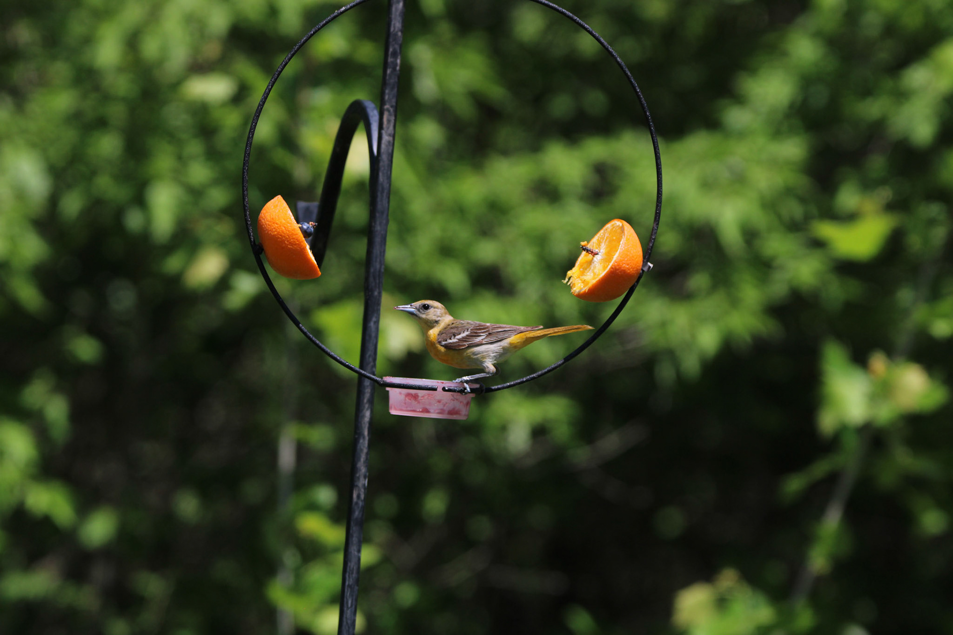 Orchard Oriole (F)