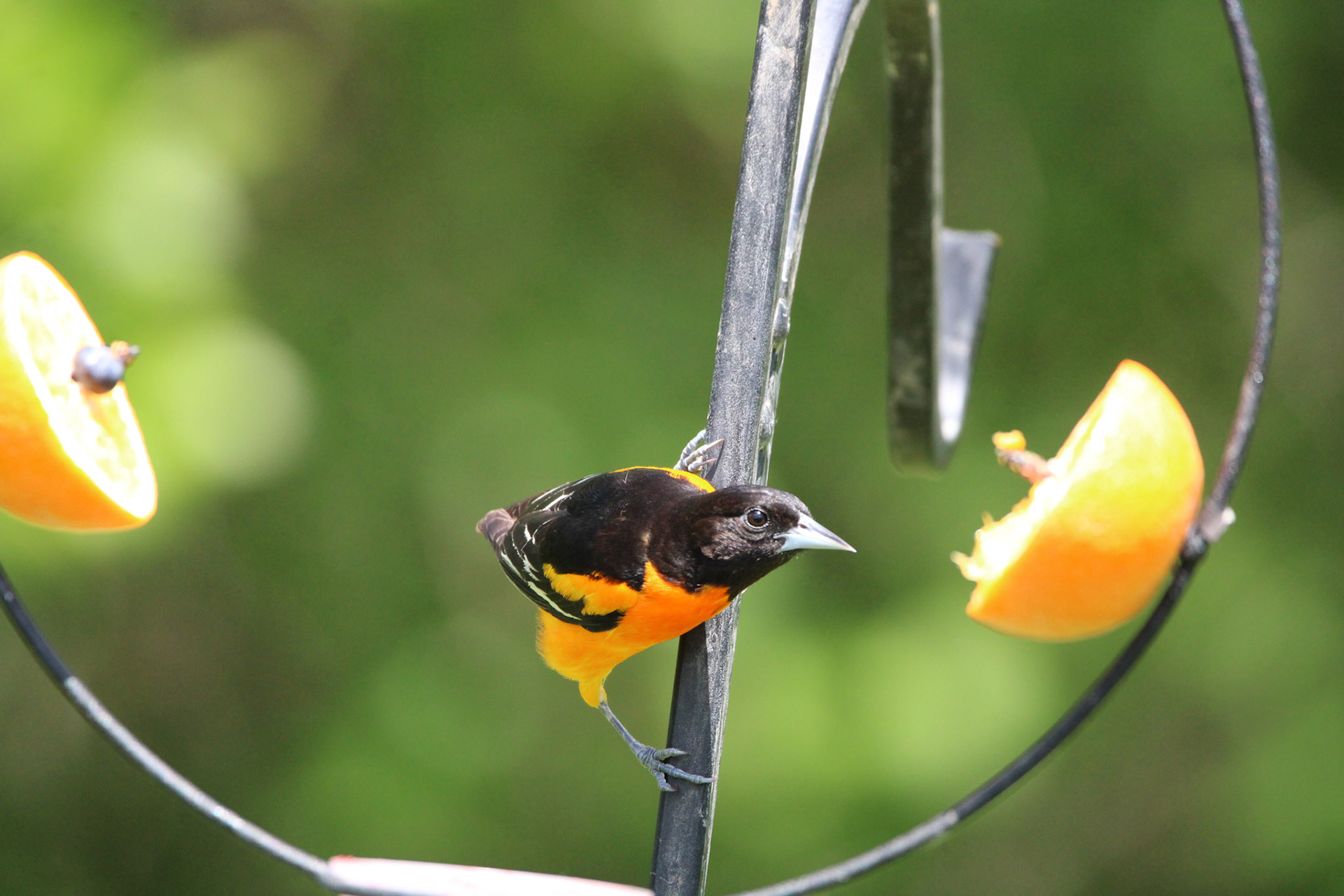 Baltimore Oriole