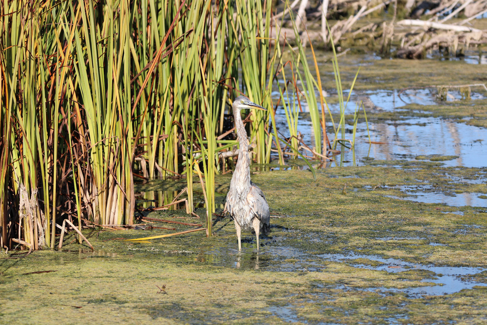 Great Blue Heron