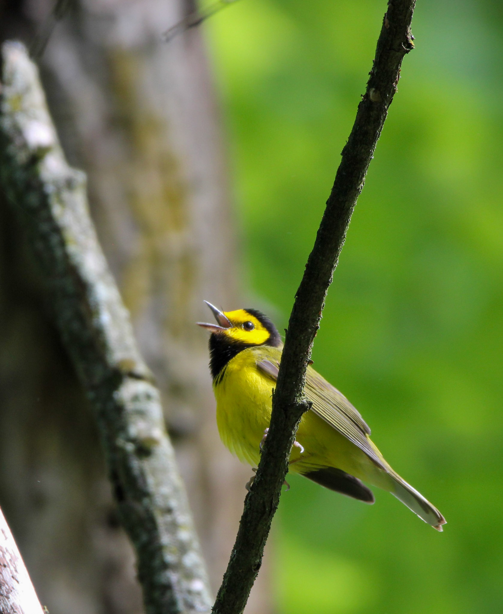 Hooded Warbler