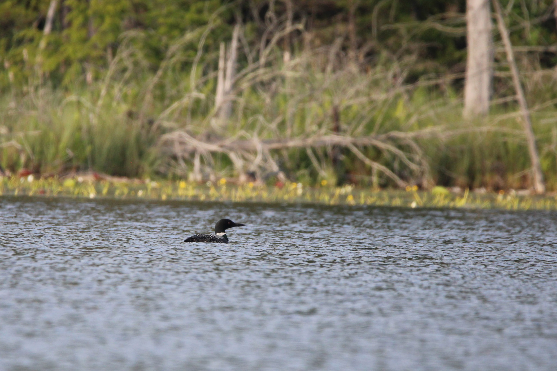 Common Loon
