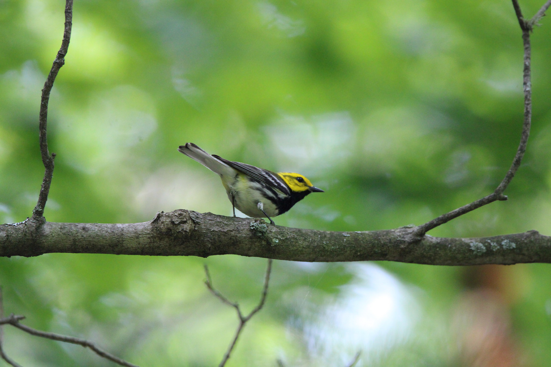 Black-throated Green Warbler