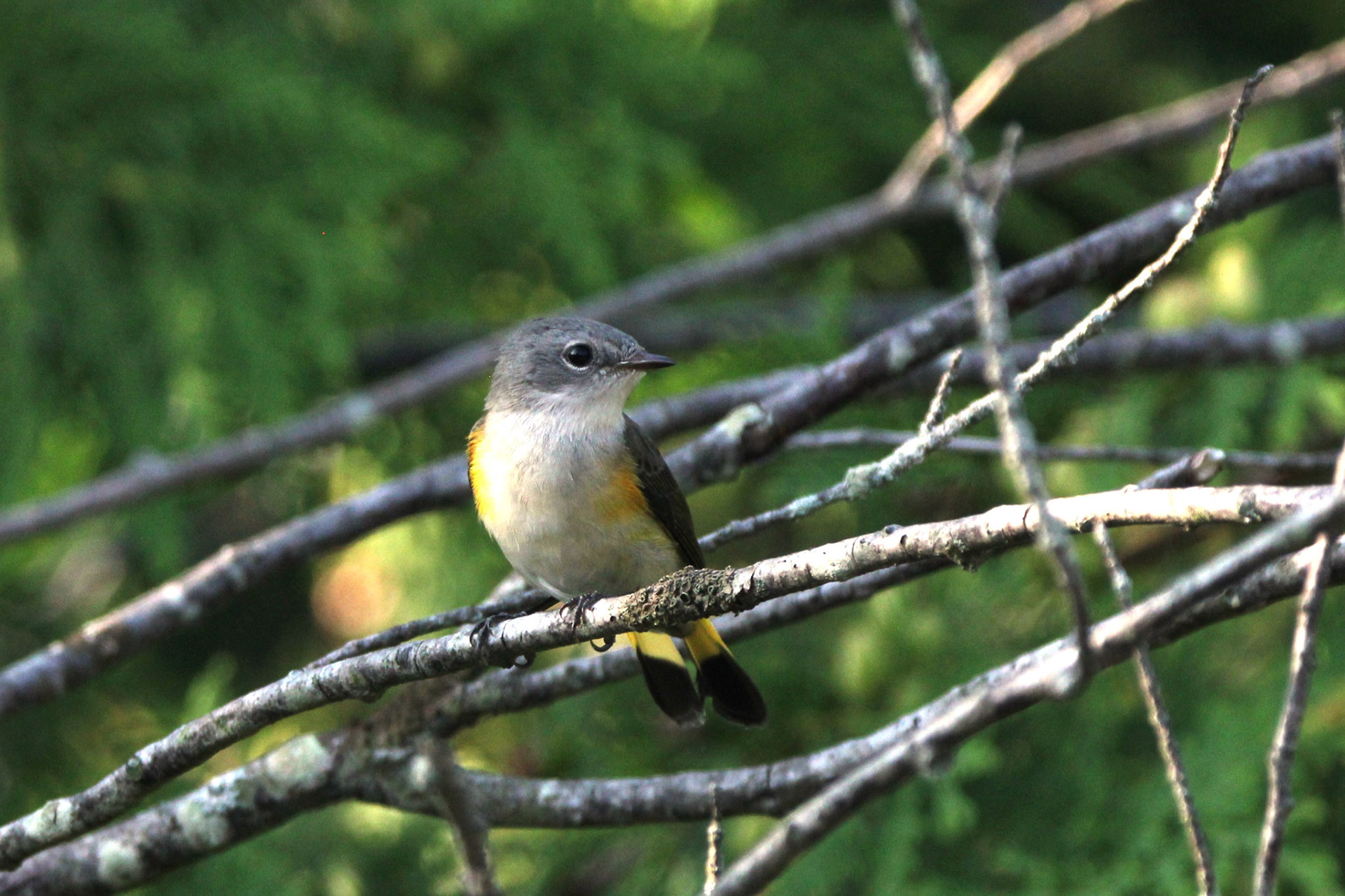 American Redstart (F)