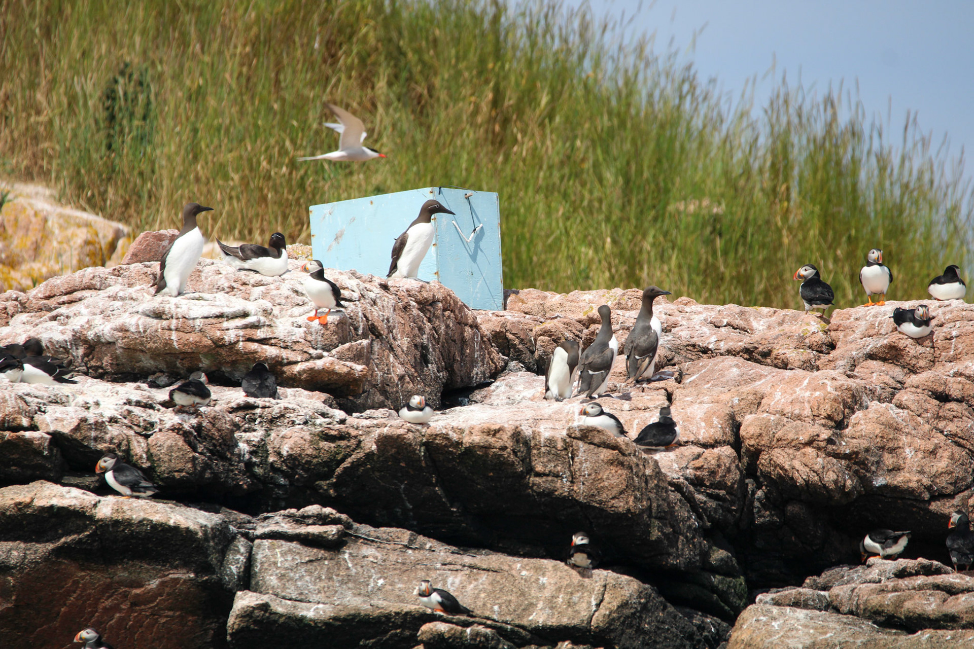 Atlantic Puffins, Common Murre, &amp; Razorbill
