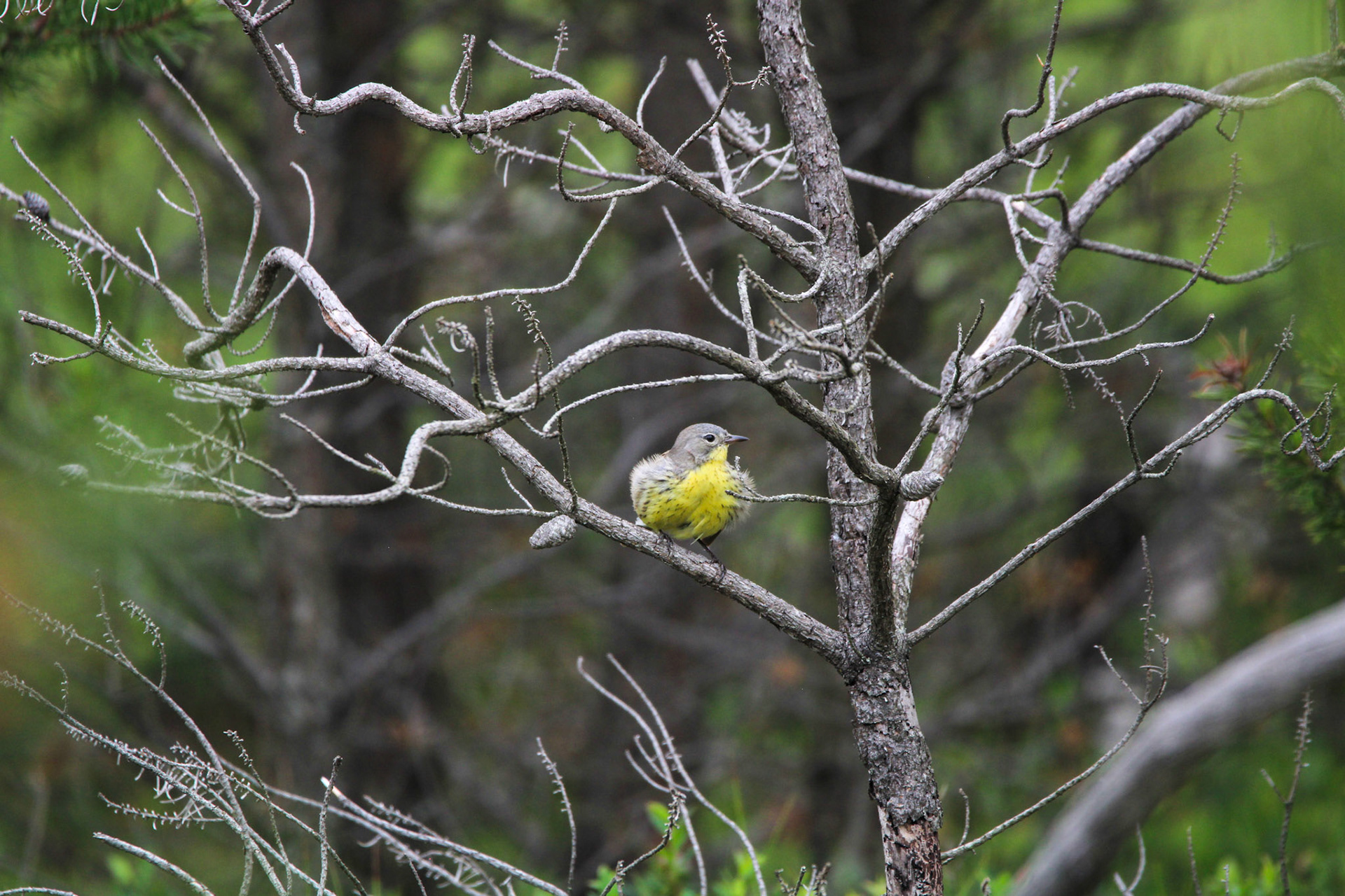 Kirtland's Warbler - Huron National Forest