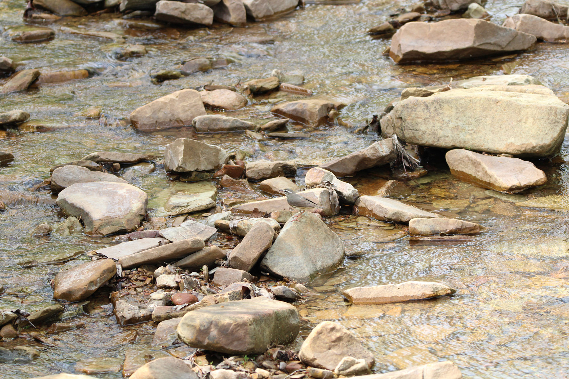 Louisiana Waterthrush