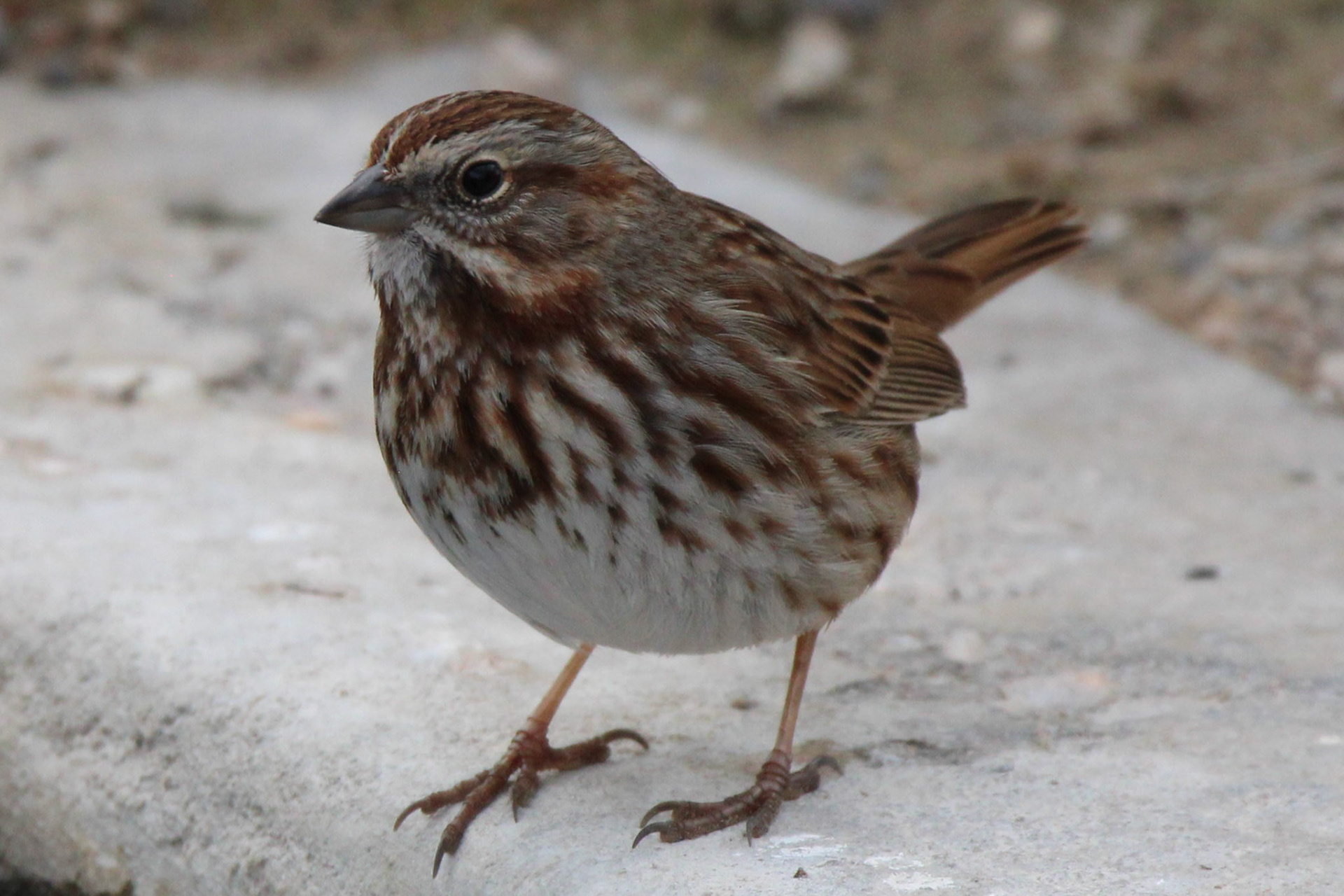 Song Sparrow