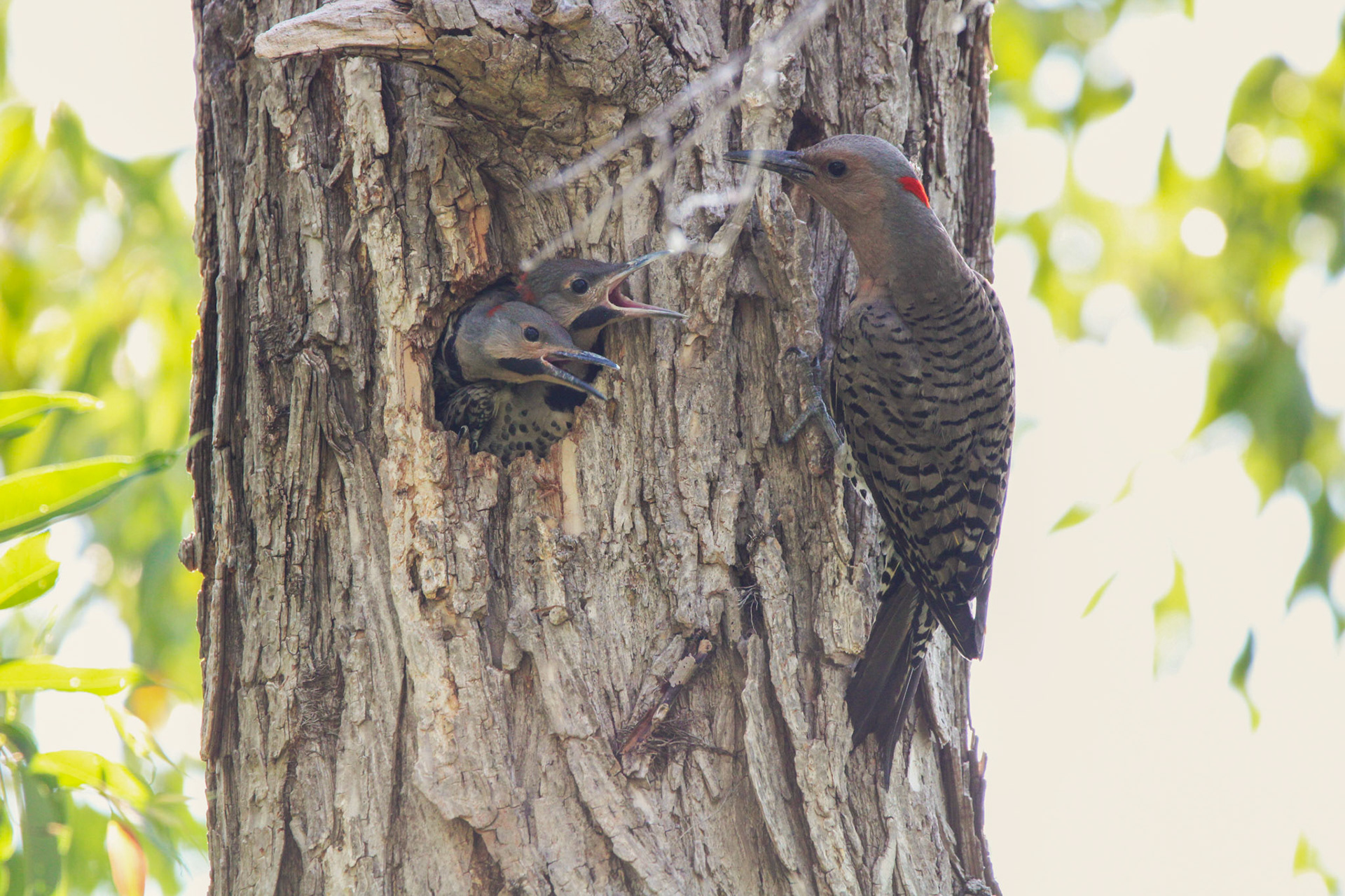 Northern Flicker - Sterling State Park