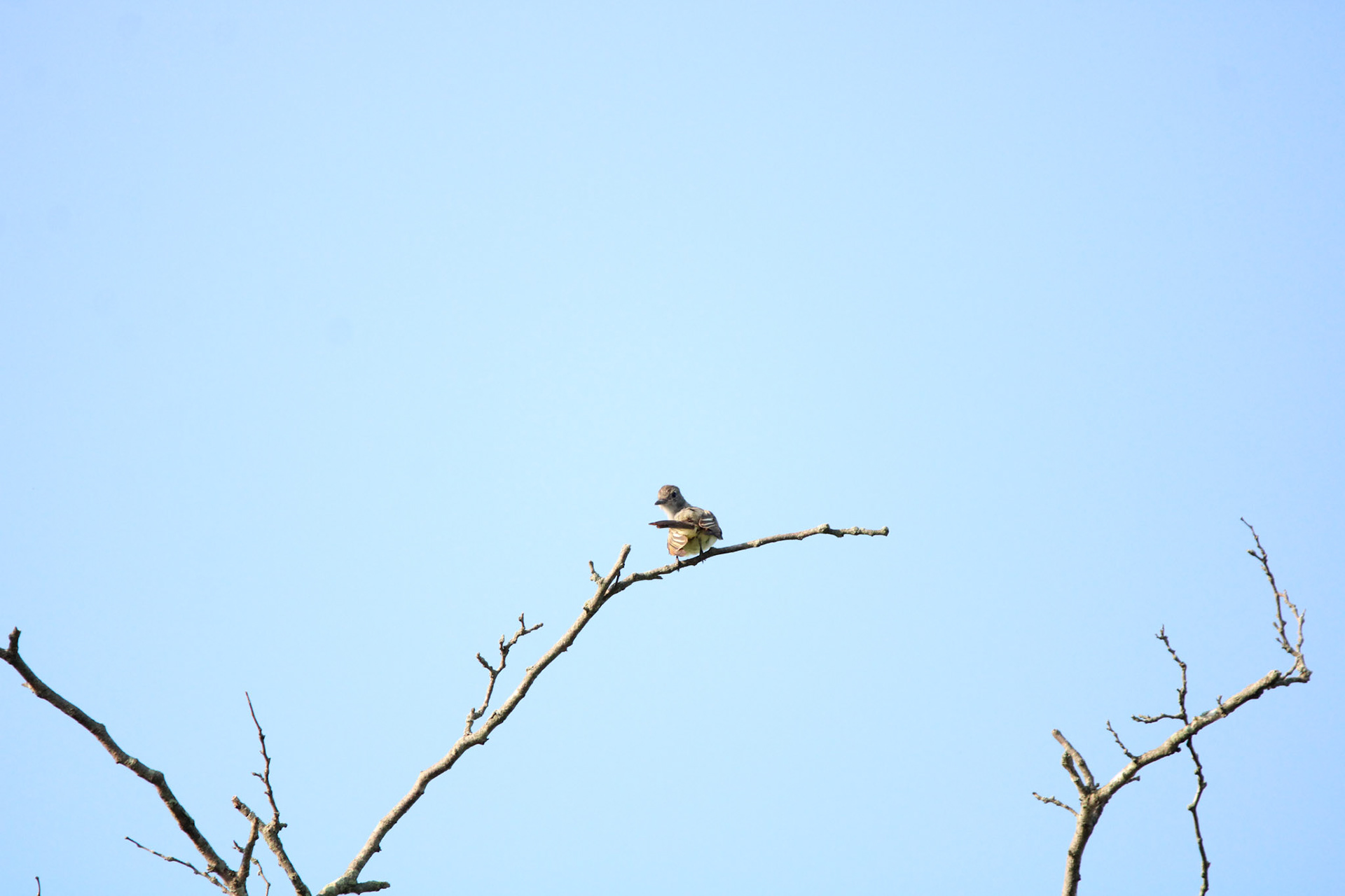 Great-crested Flycatcher
