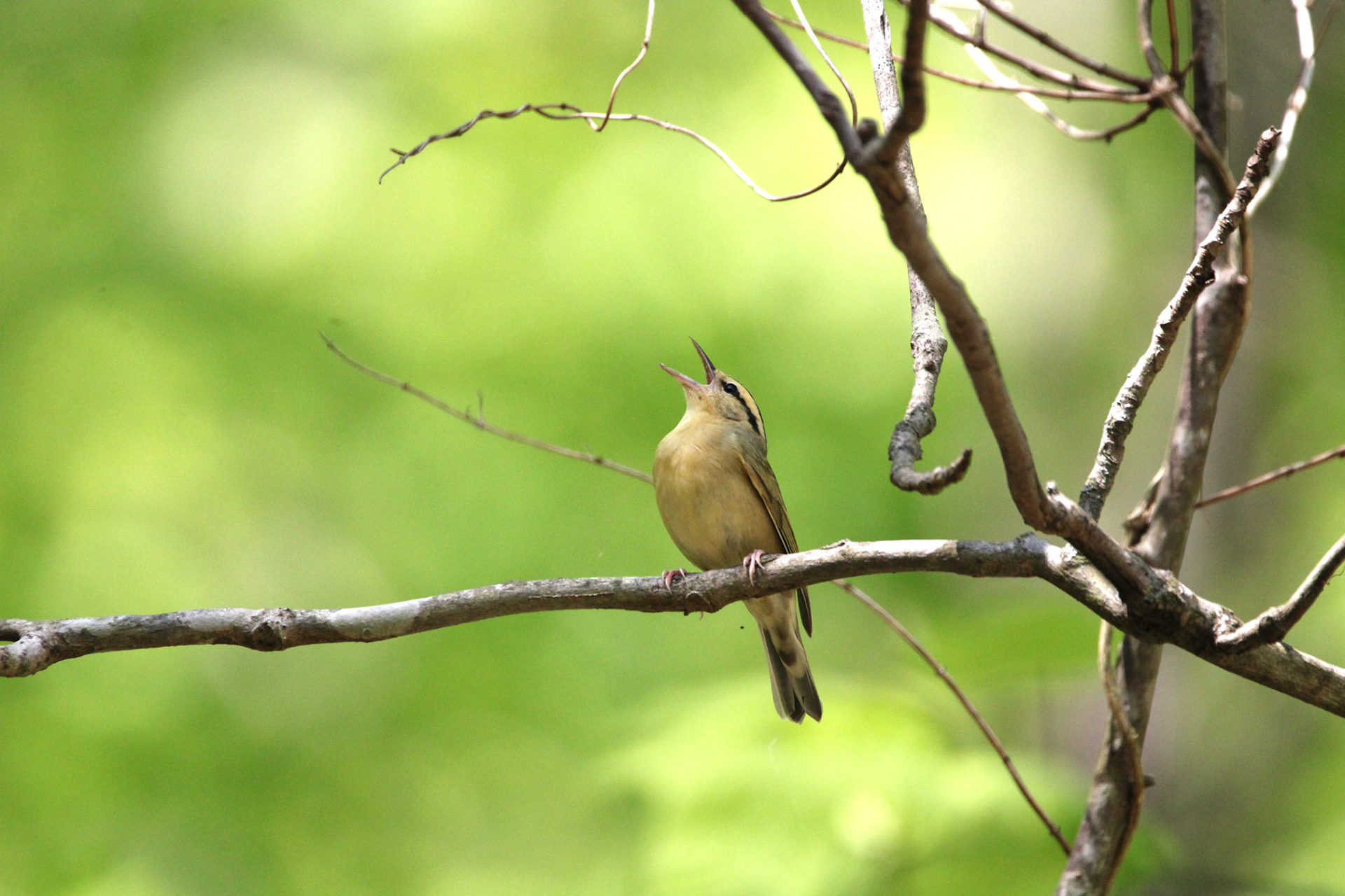 Worm-eating Warbler