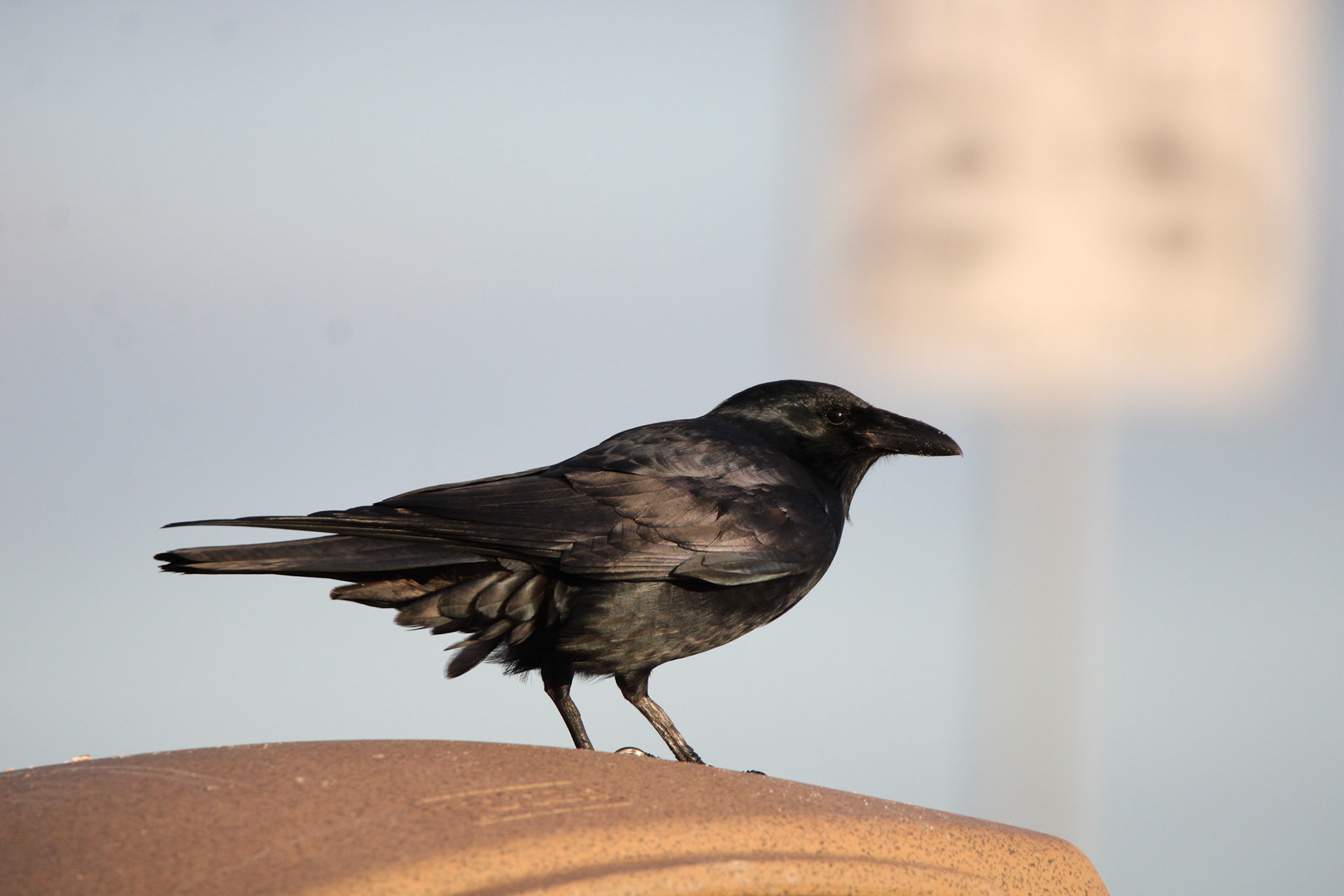Fish Crow