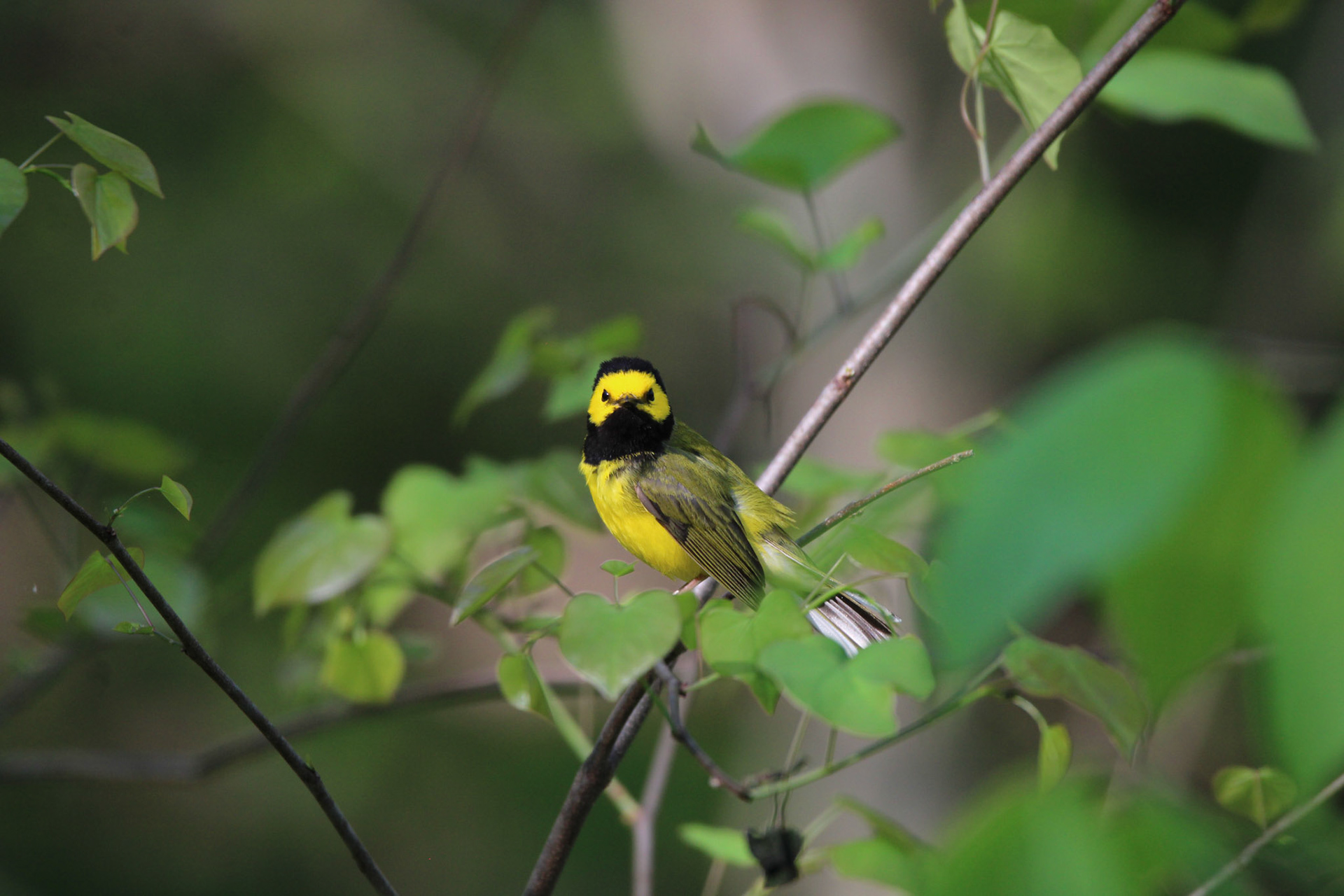 Hooded Warbler