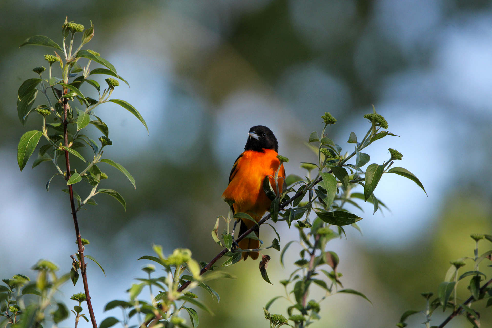 Baltimore Oriole