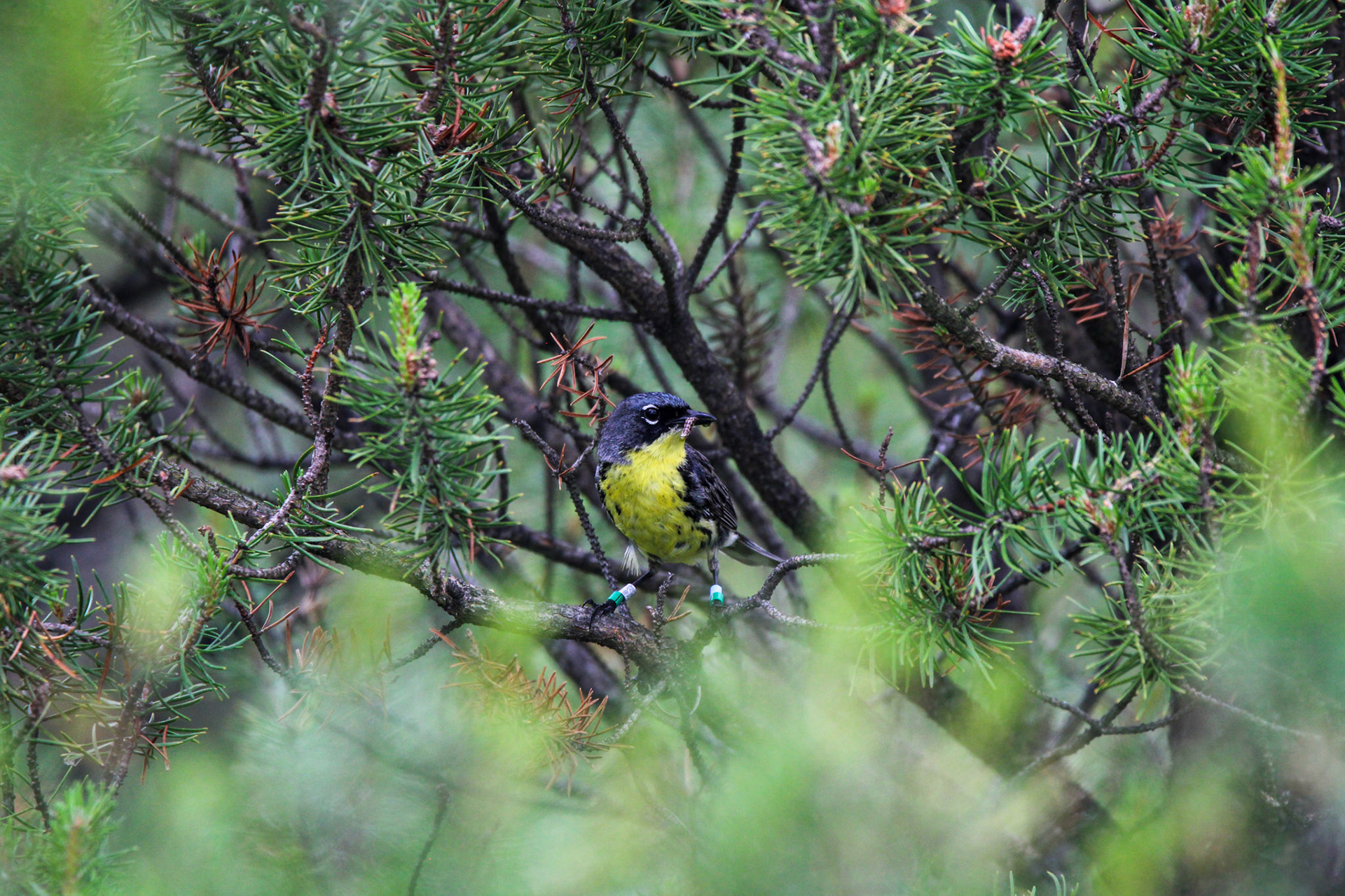 Kirtland's Warbler - Huron National Forest