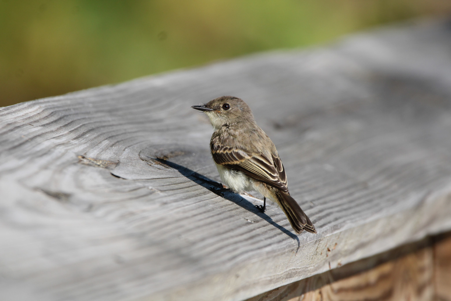 Eastern Wood Pewee