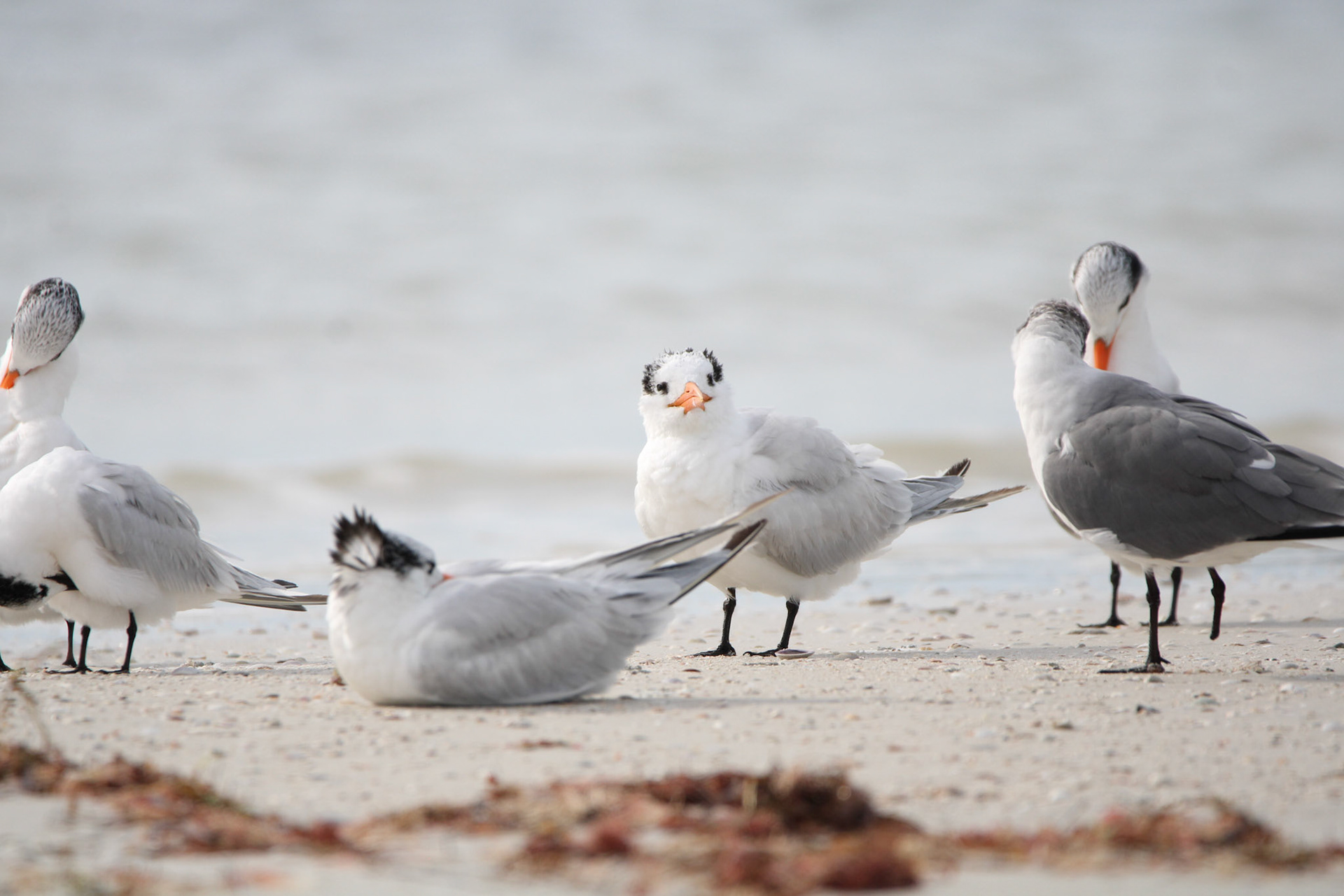 Royal Tern