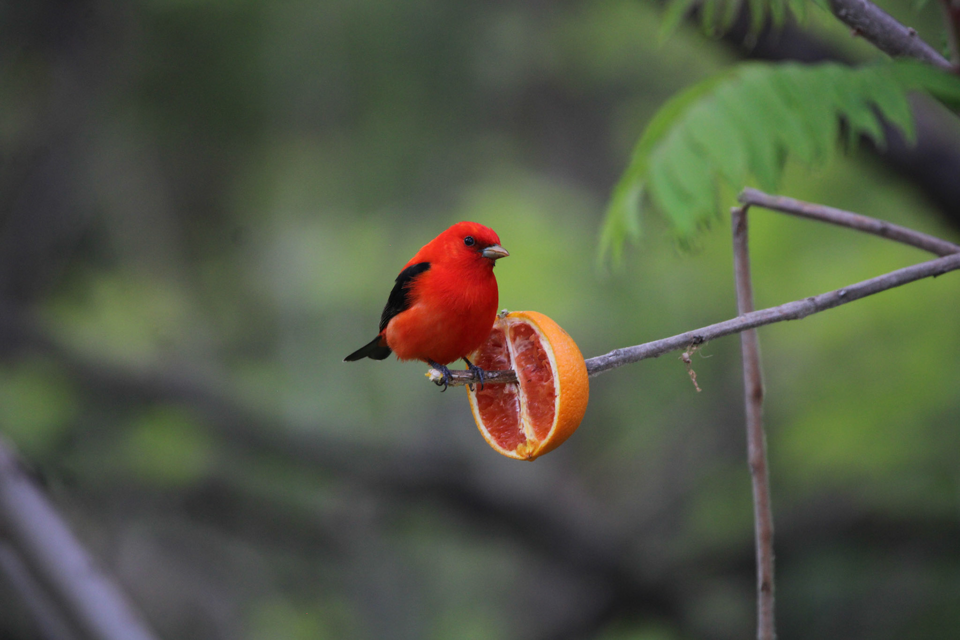 Scarlet Tanager