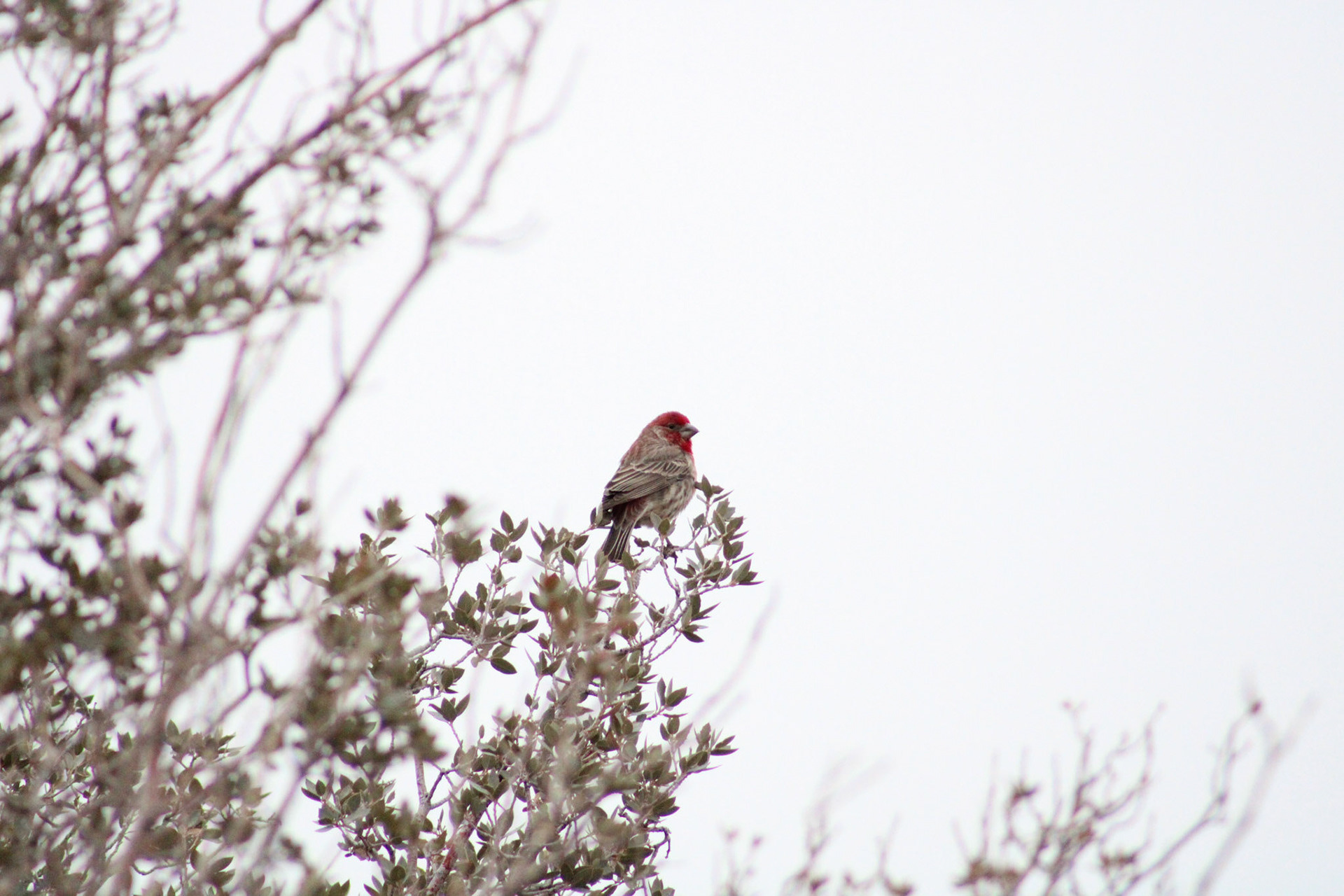 House Finch