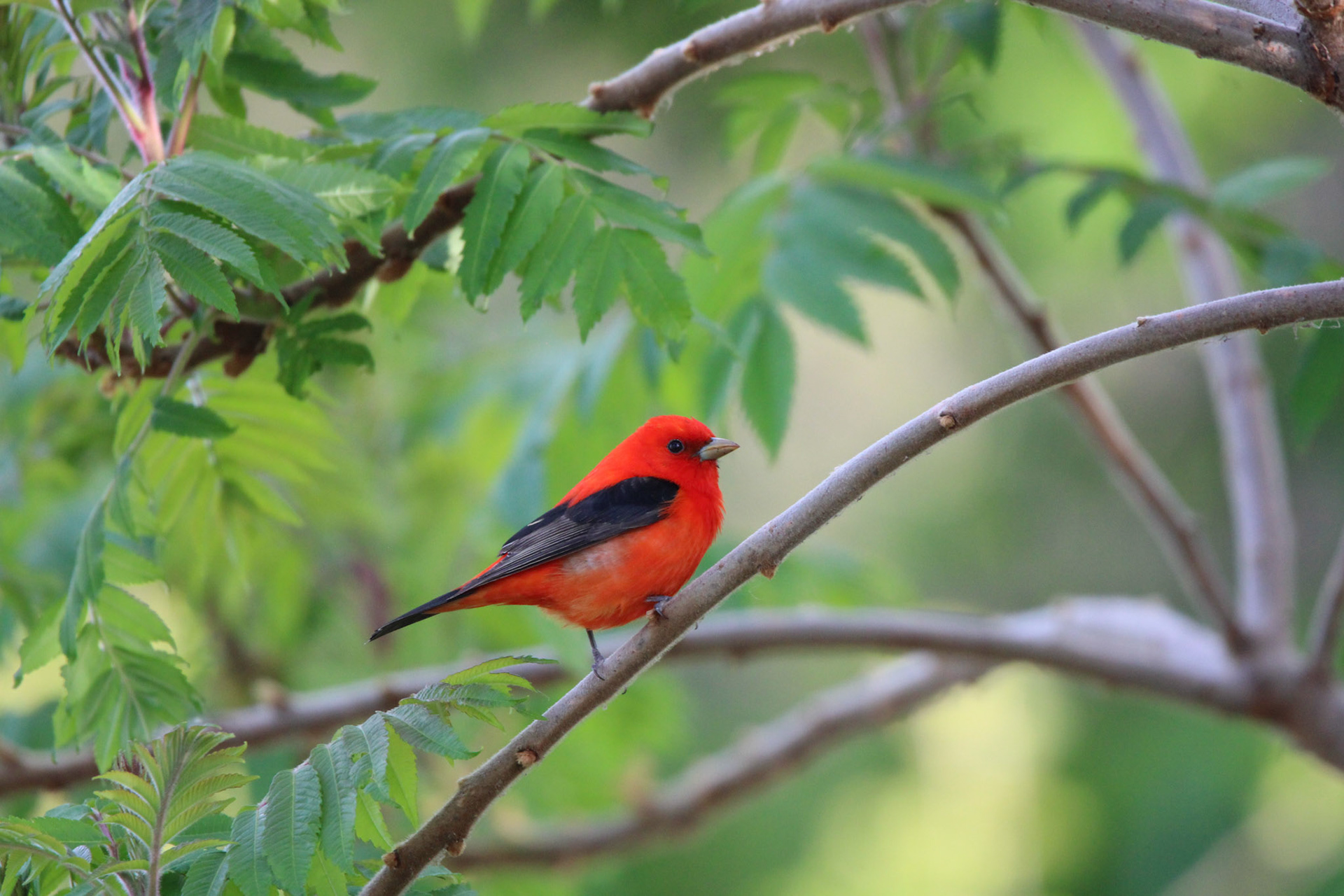 Scarlet Tanager