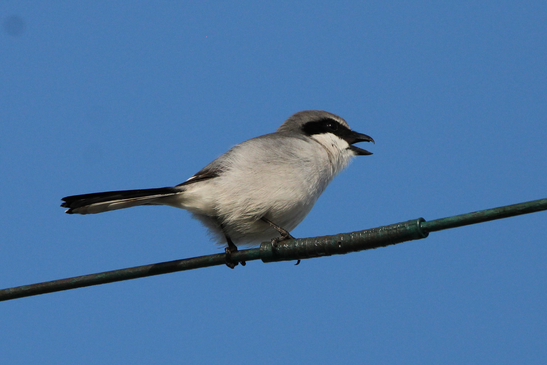 Loggerhead Shrike