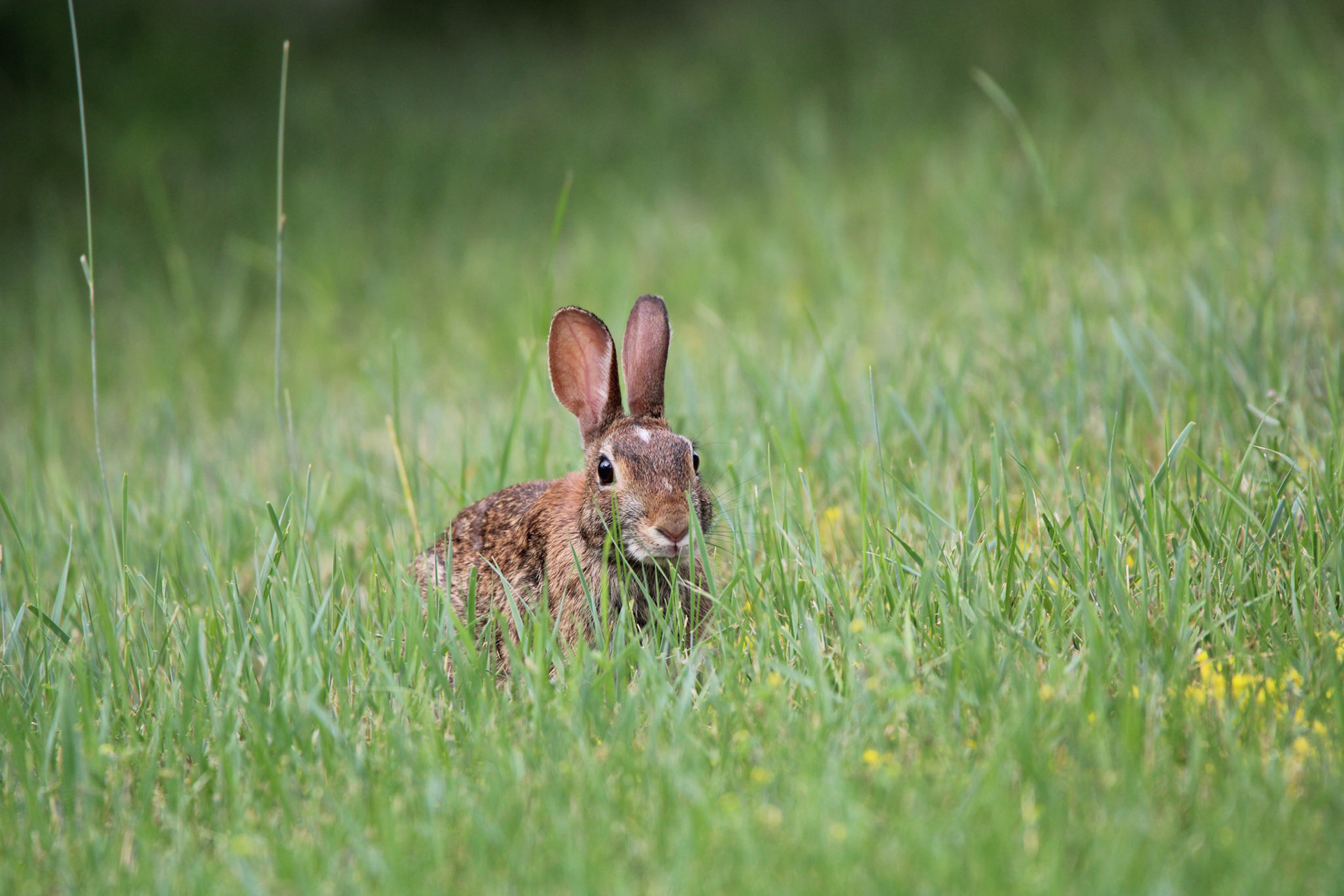 Eastern Cottontail