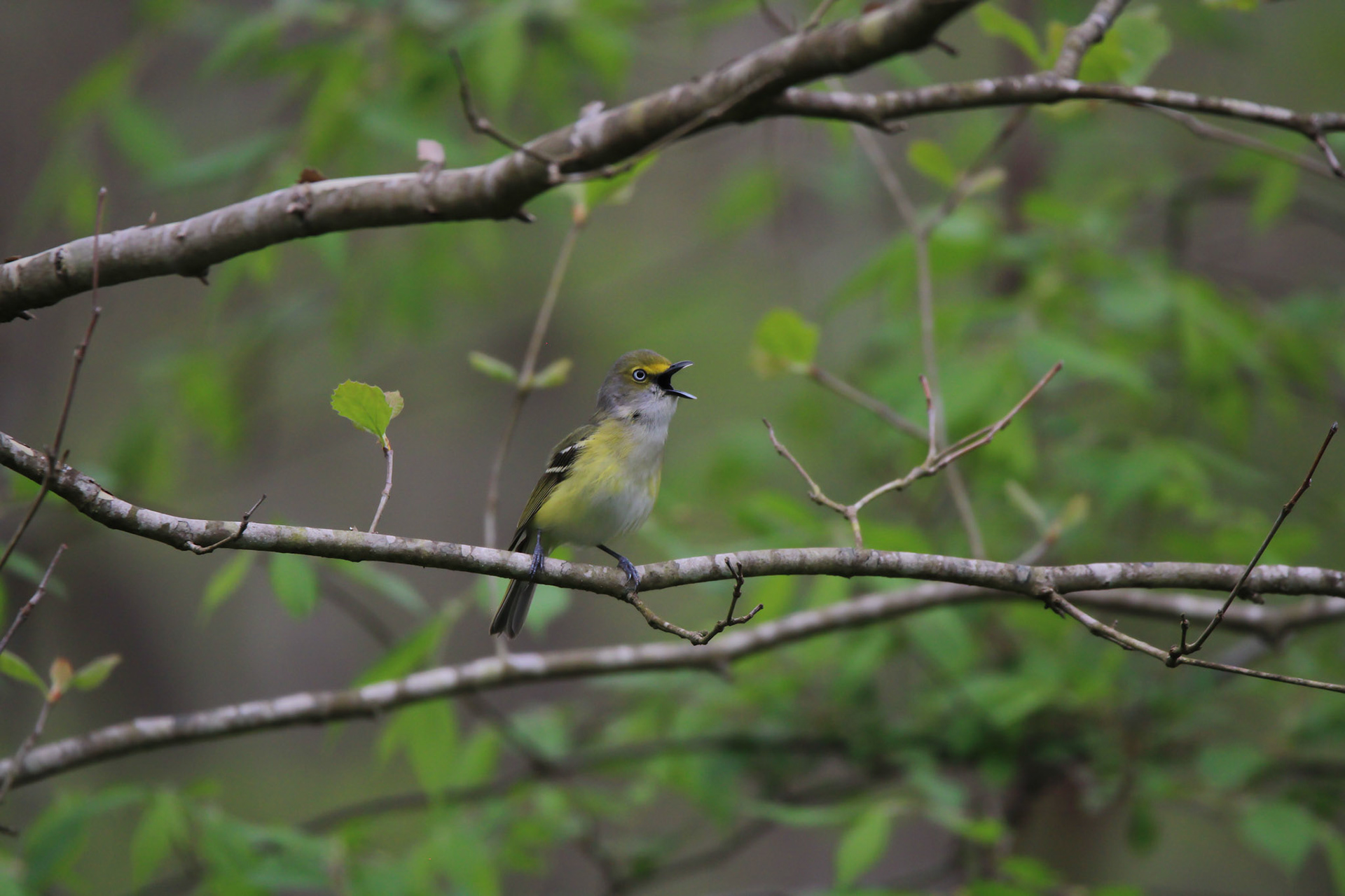 White-eyed Vireo
