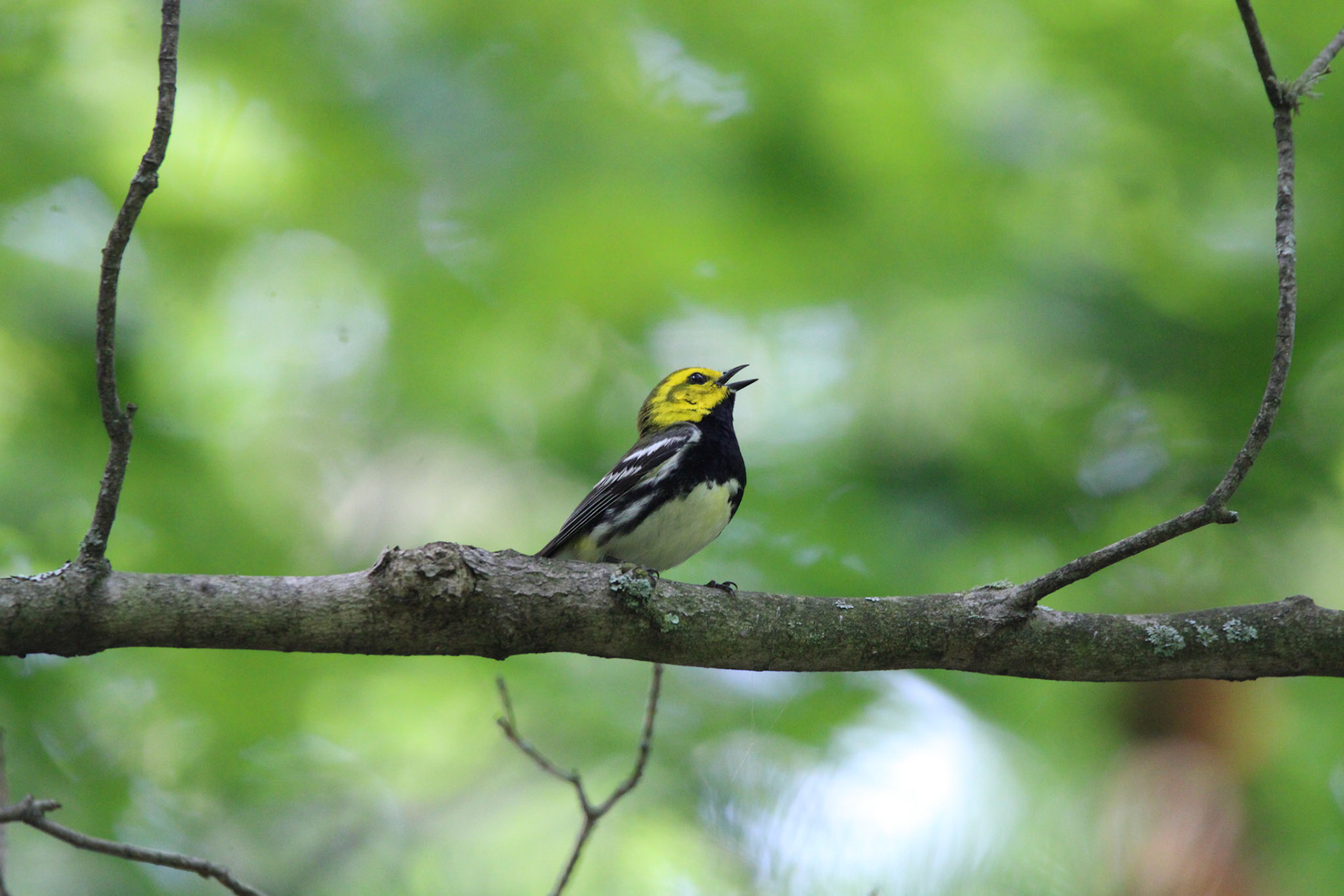 Black-throated Green Warbler