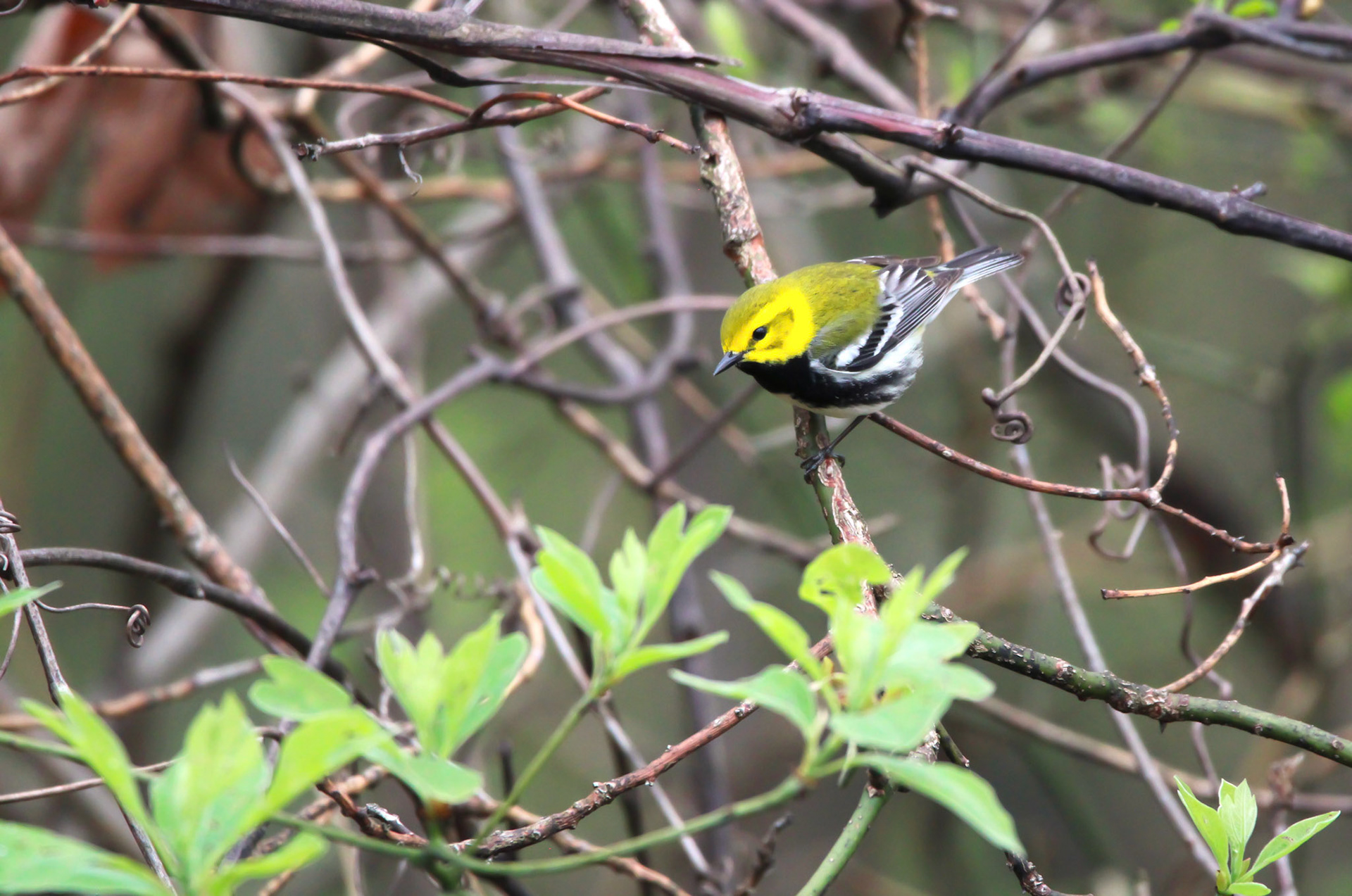 Black-throated Green Warbler