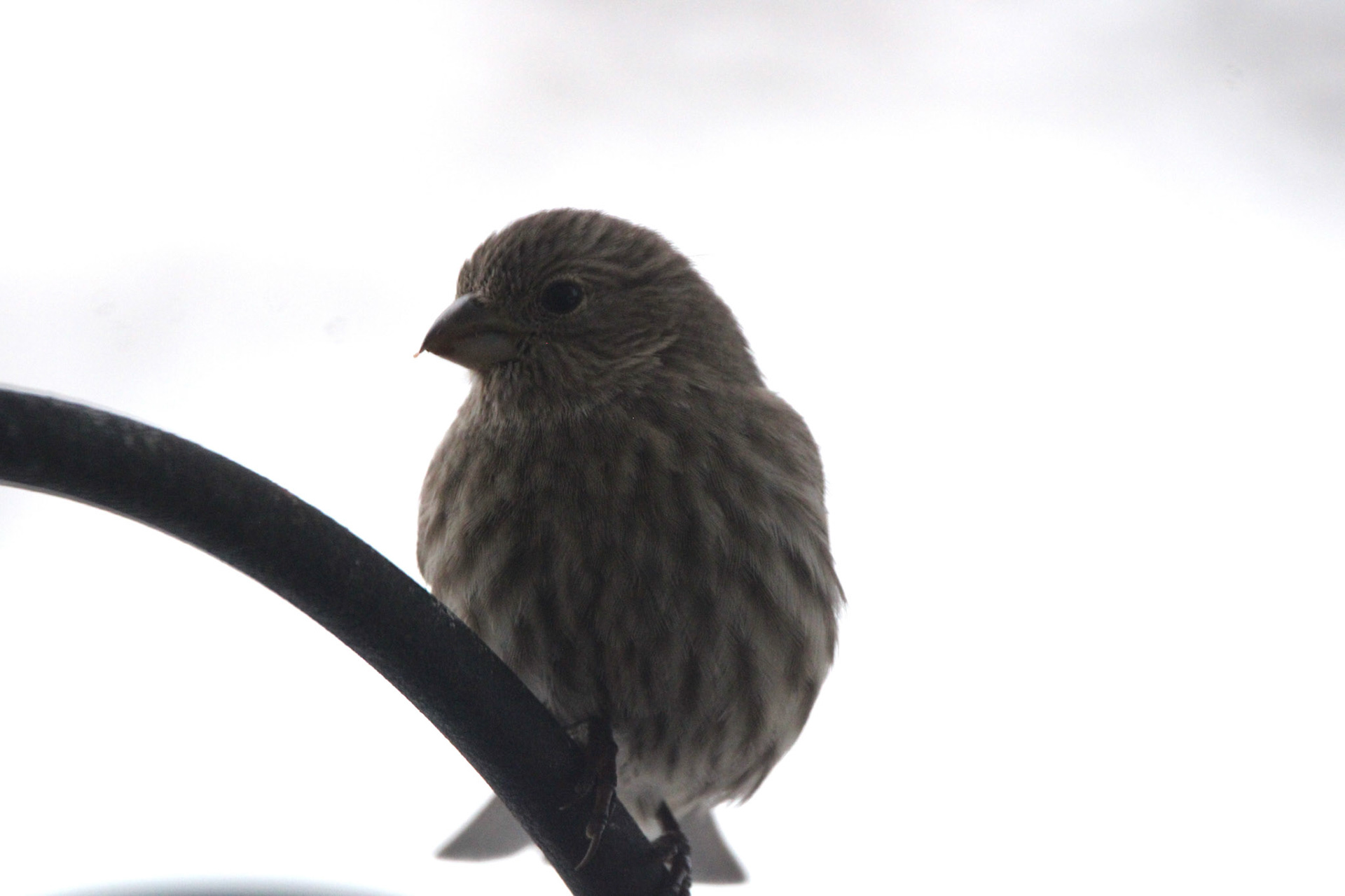 House Finch (F)