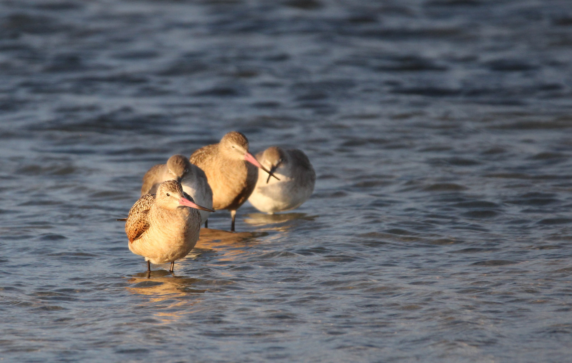 Marbled Godwit