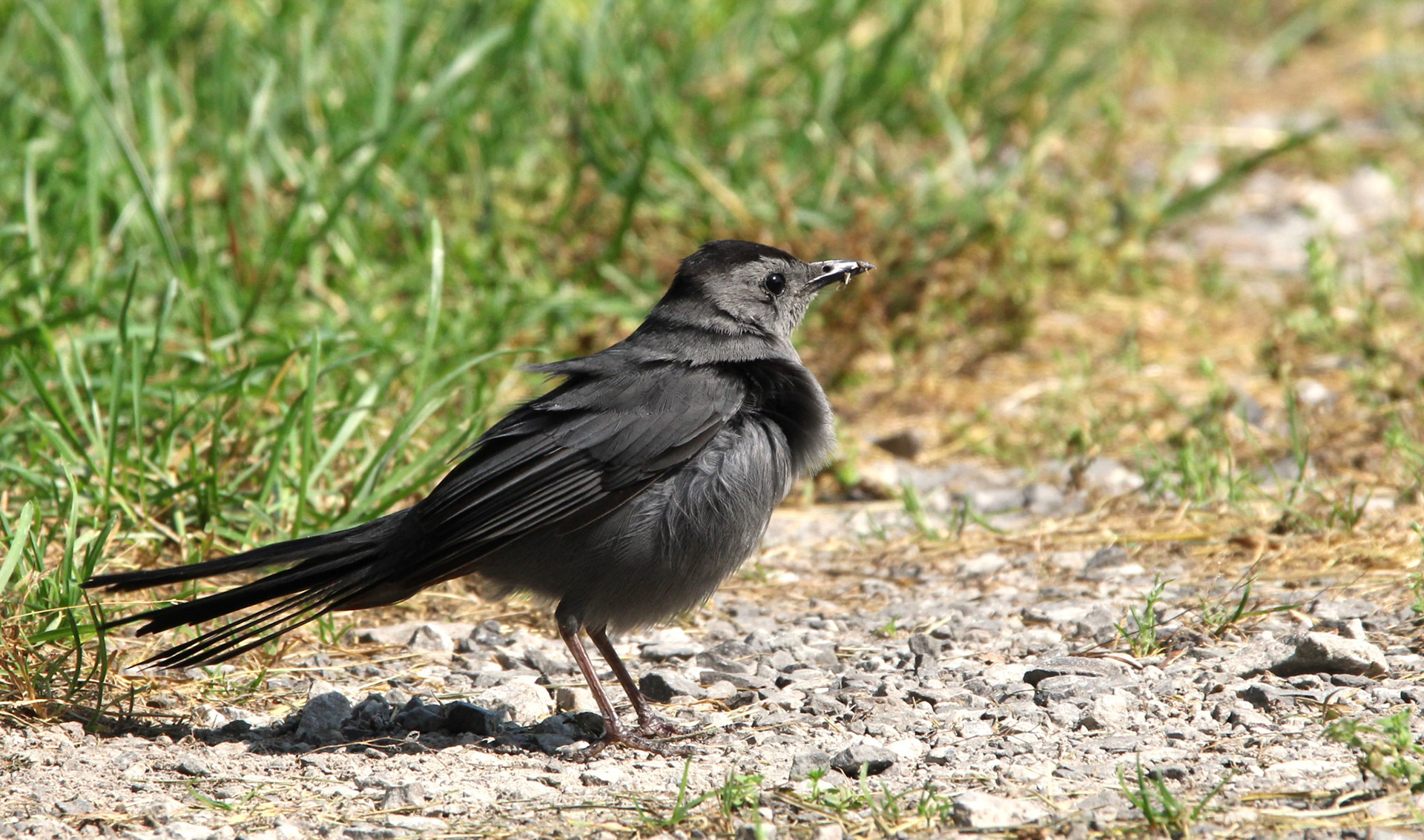 Gray Catbird