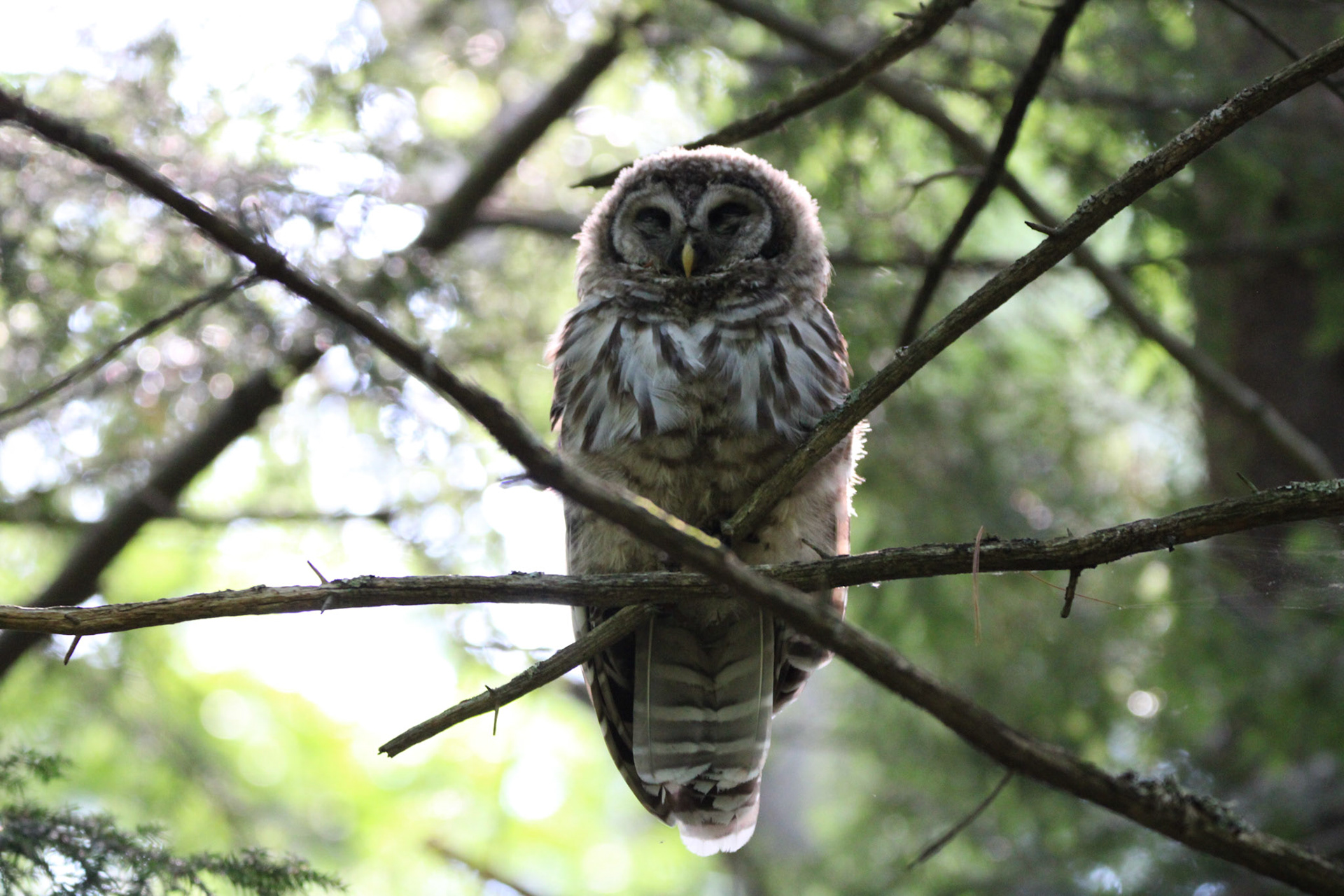 Barred Owl