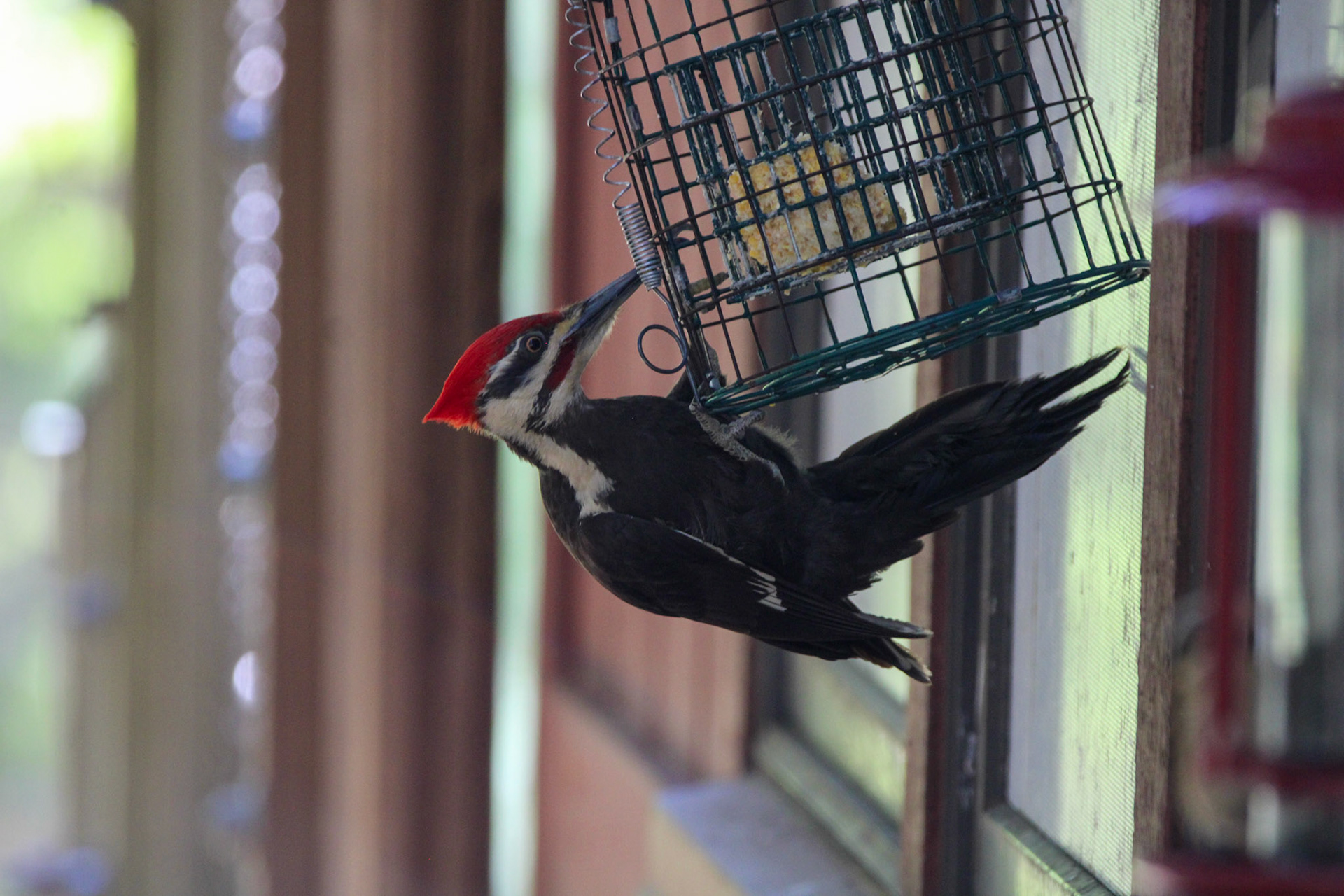 Pileated Woodpecker