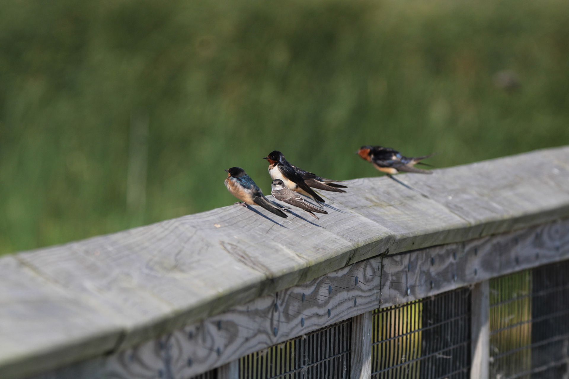 Barn Swallows and a Bank Swallow